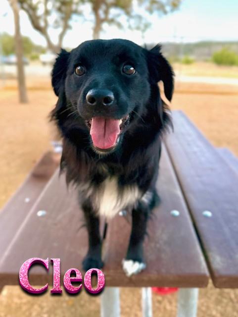 Cleo, adopted, Adult Female Australian Shepherd.