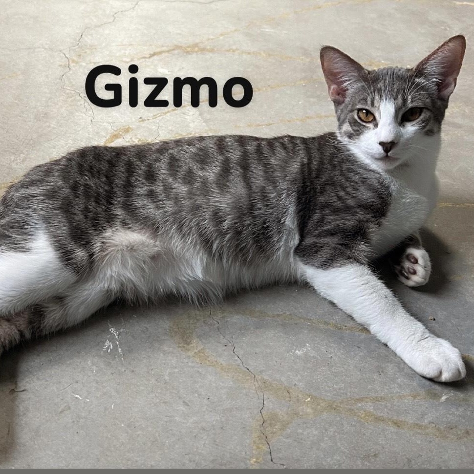 Enlarge Gizmo (momma's boy), a Adoptable mixed breed in Laguna Niguel, CA image 3/5