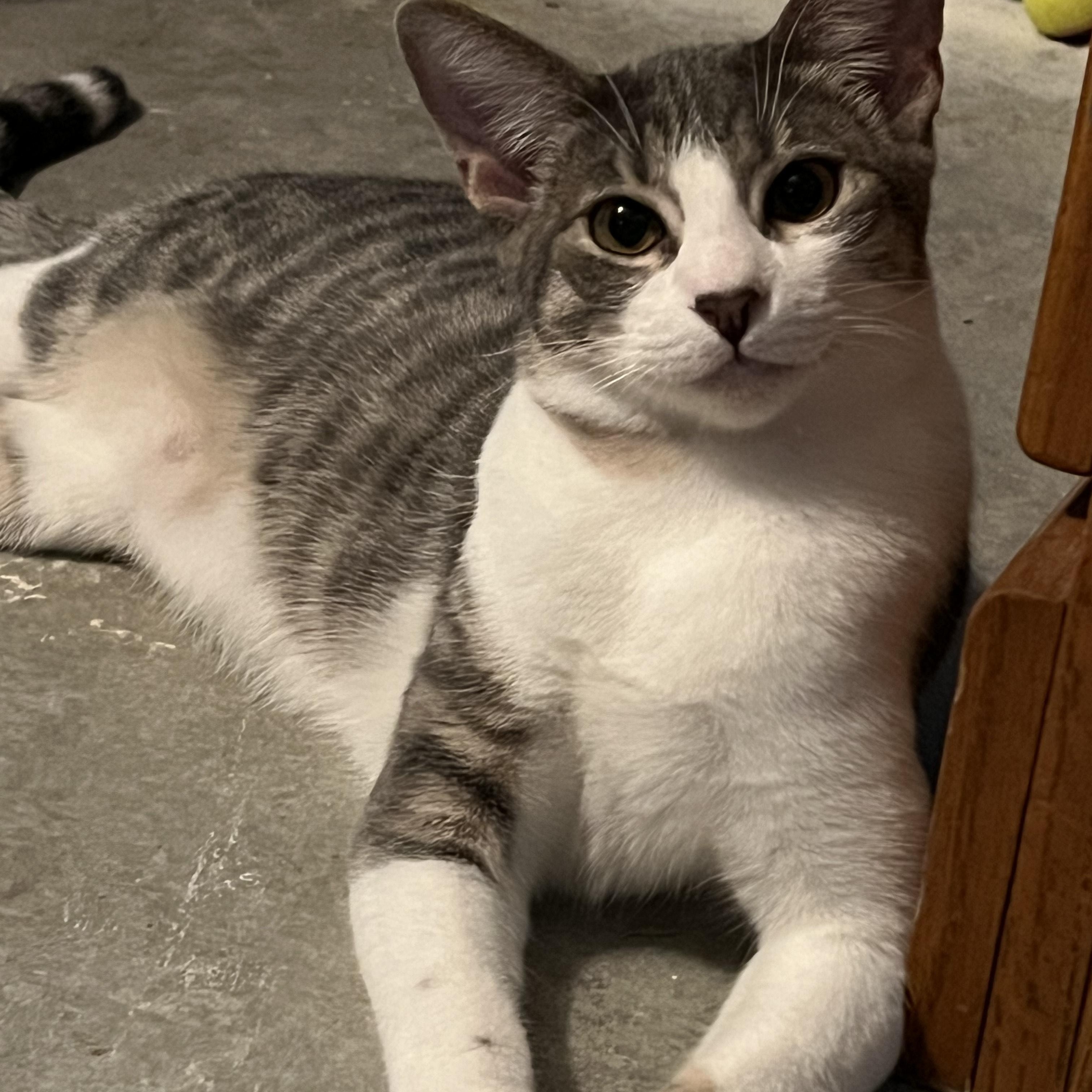 Gizmo (momma's boy), Adoptable, Kitten Male Tabby & Oriental Tabby.