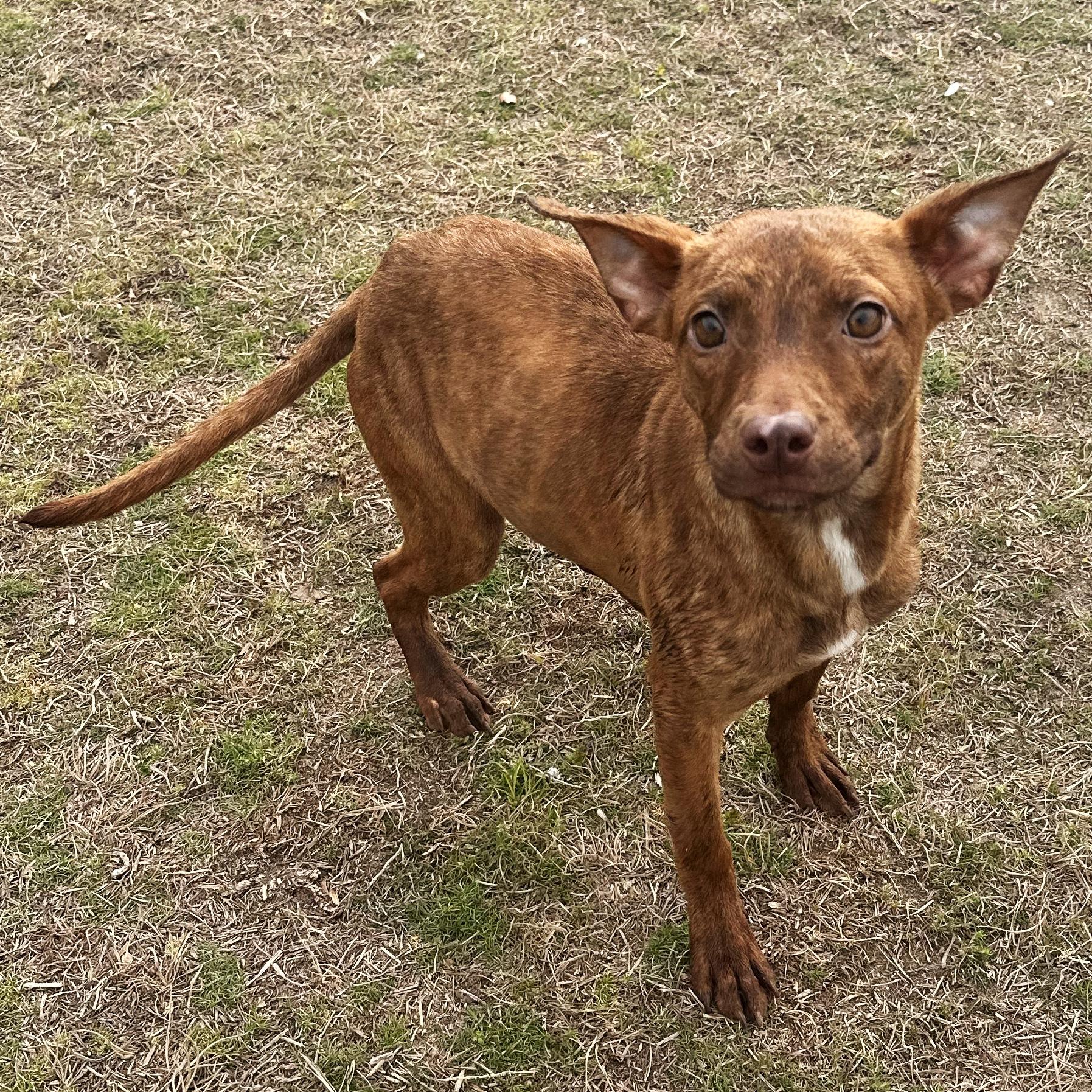 Enlarge Kali, an adopted mixed breed in Valdosta, GA image 6/6