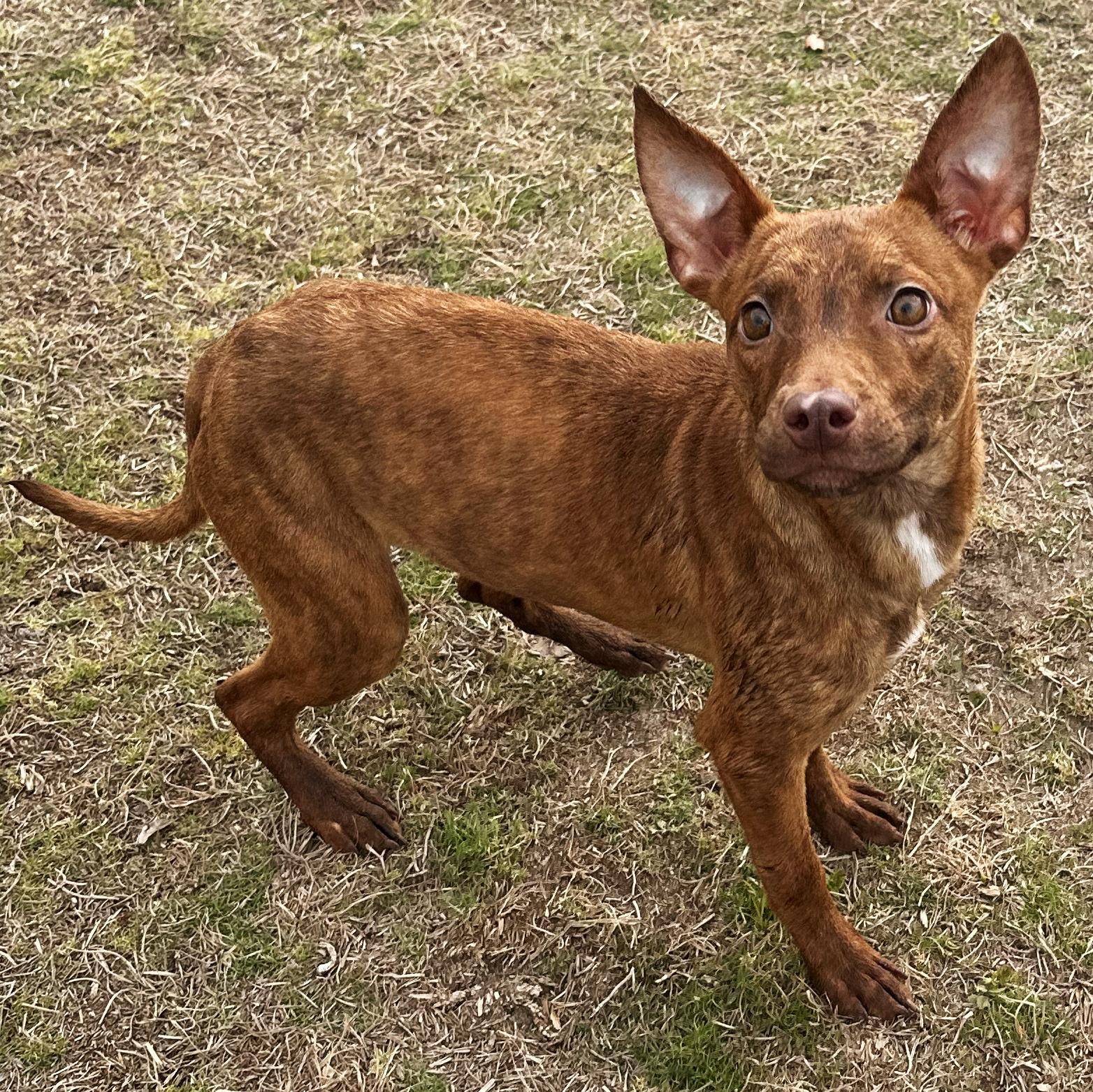 Enlarge Kali, an adopted mixed breed in Valdosta, GA image 2/6
