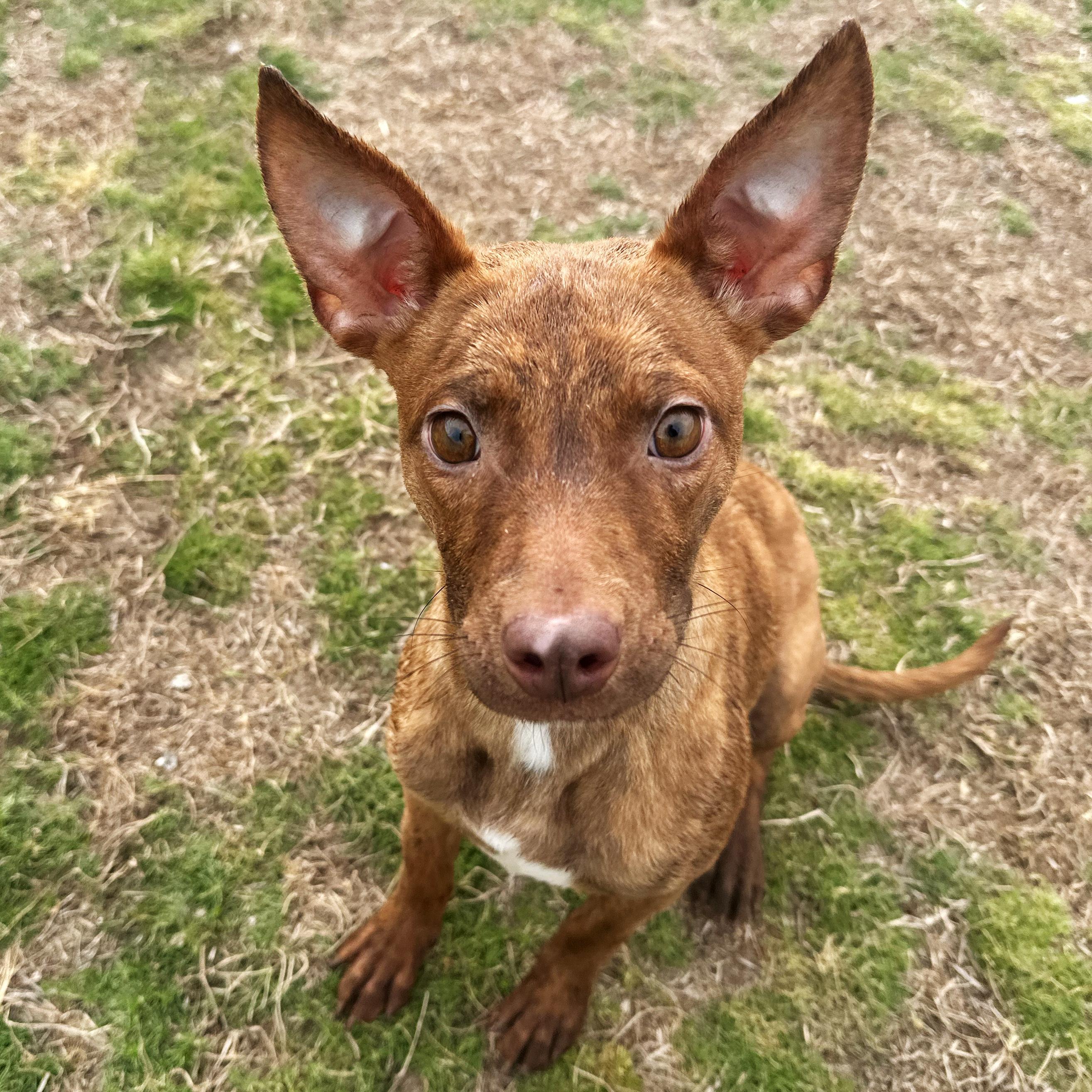 Enlarge Kali, an adopted mixed breed in Valdosta, GA image 1/6