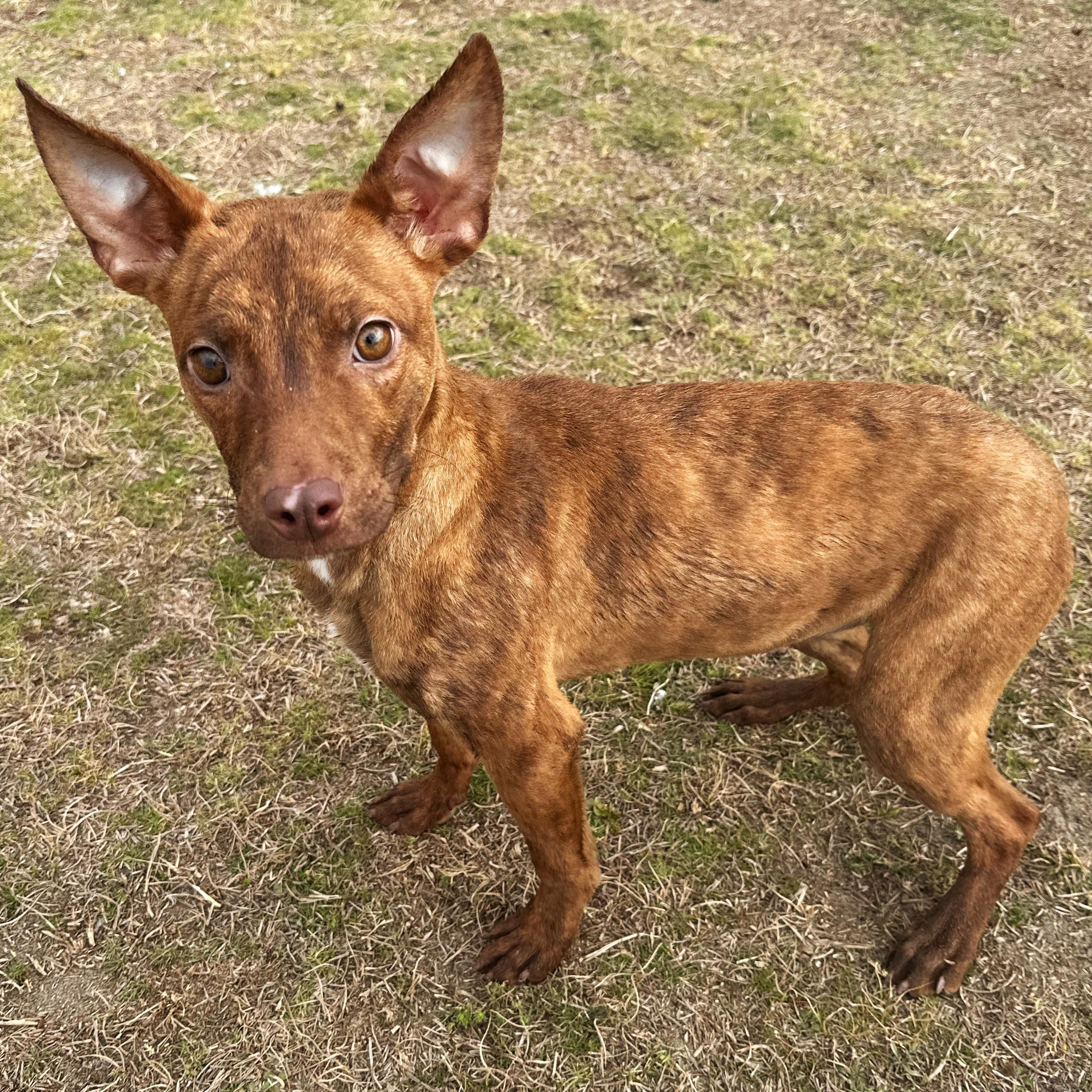 Enlarge Kali, an adopted mixed breed in Valdosta, GA image 5/6