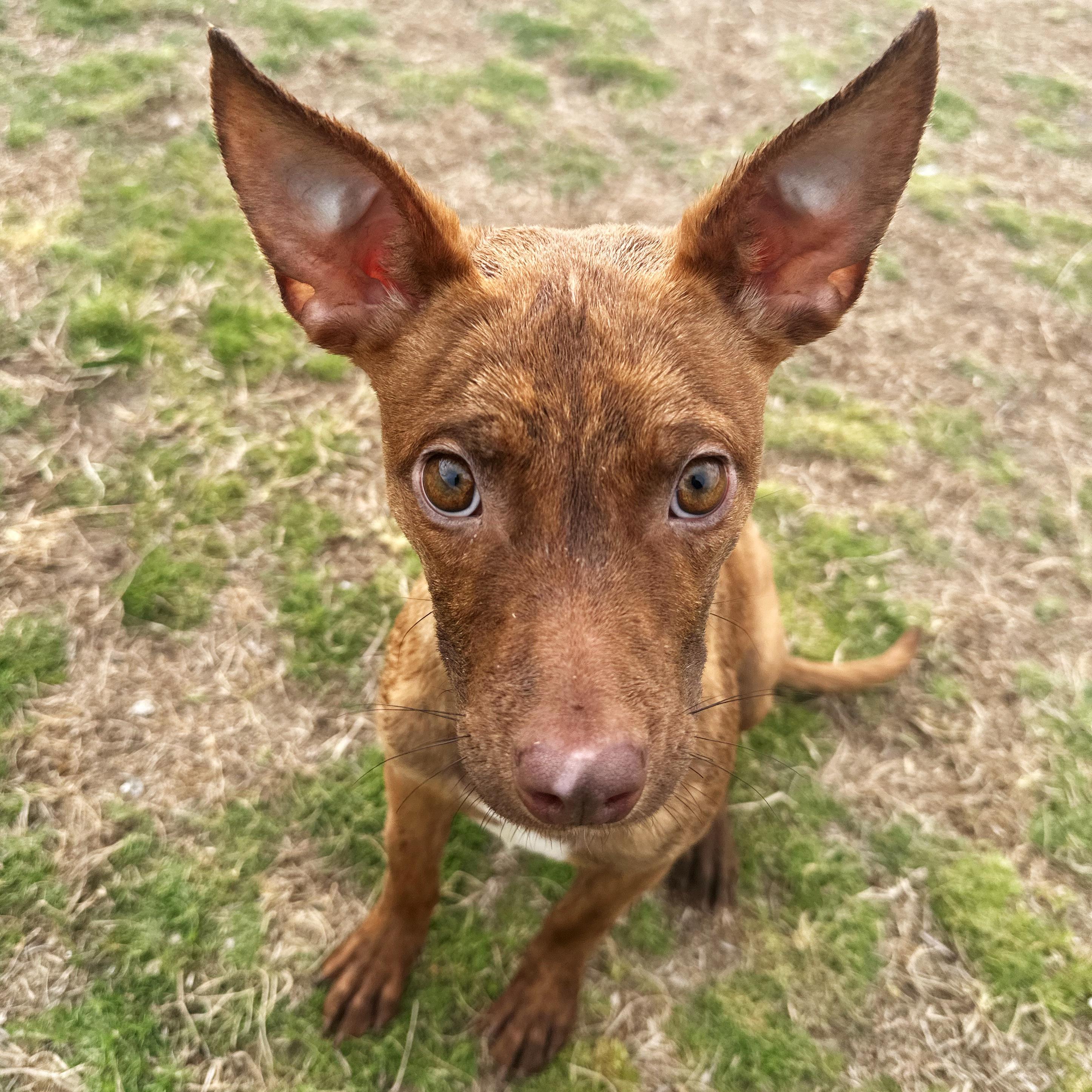 Enlarge Kali, an adopted mixed breed in Valdosta, GA image 3/6