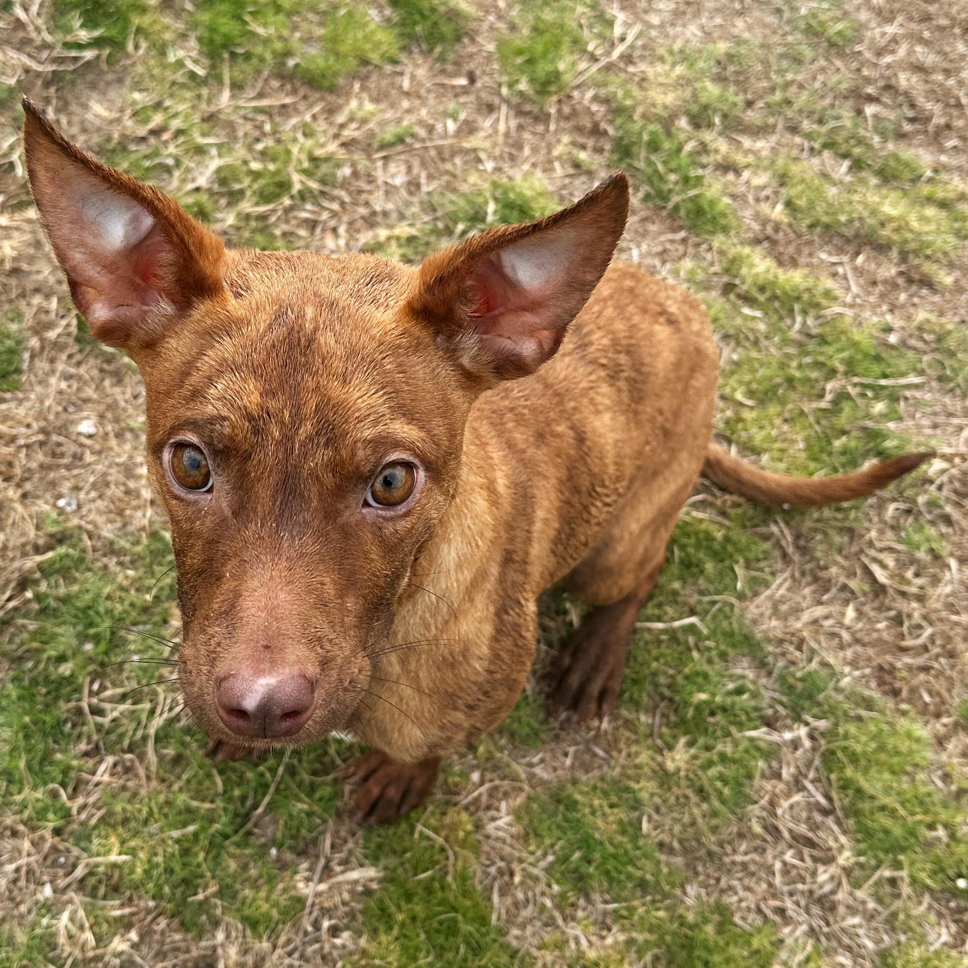 Enlarge Kali, an adopted mixed breed in Valdosta, GA image 4/6
