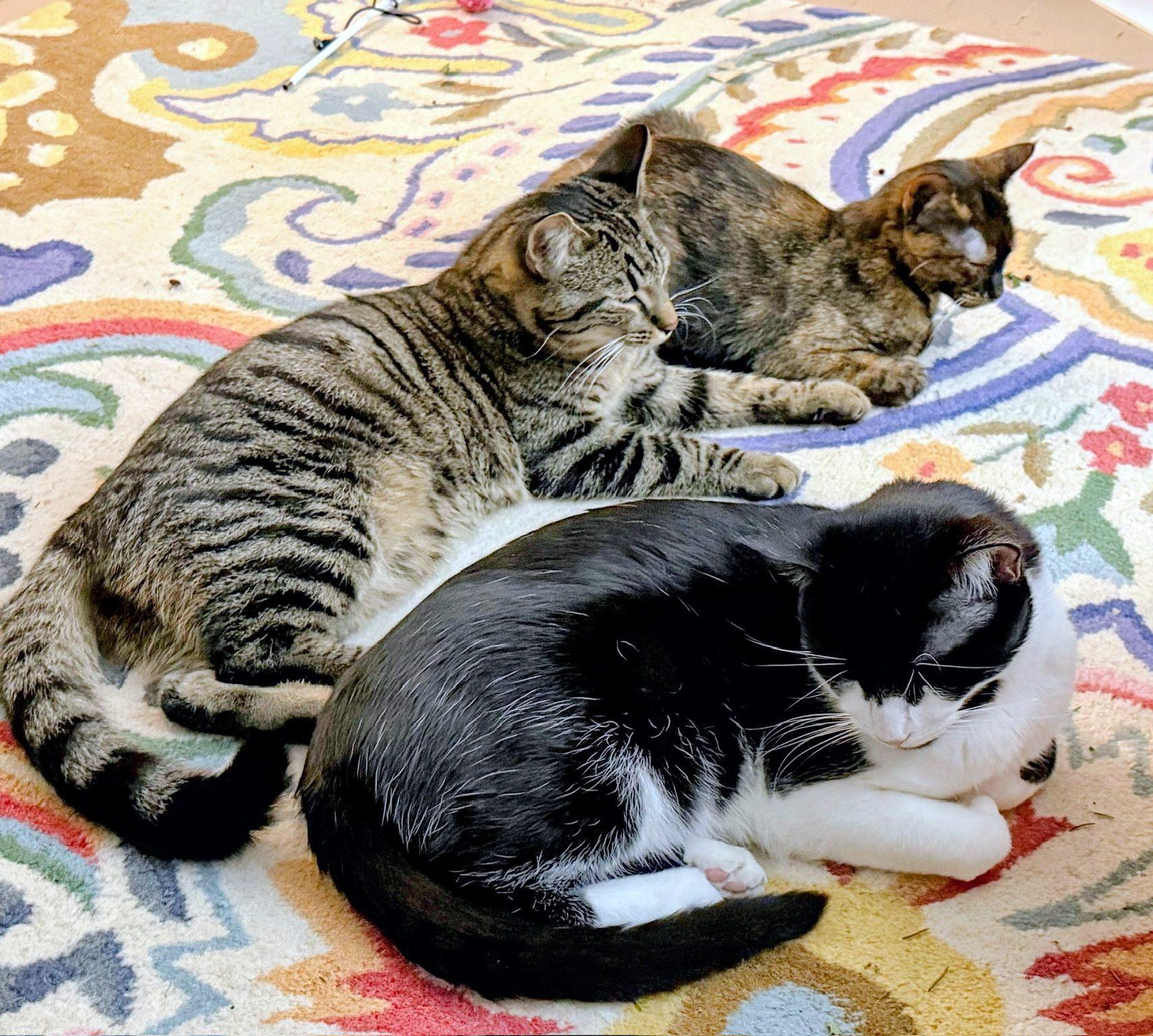 Enlarge Esme, a ADOPTABLE Domestic Short Hair in Pittsburgh, PA image 5/6