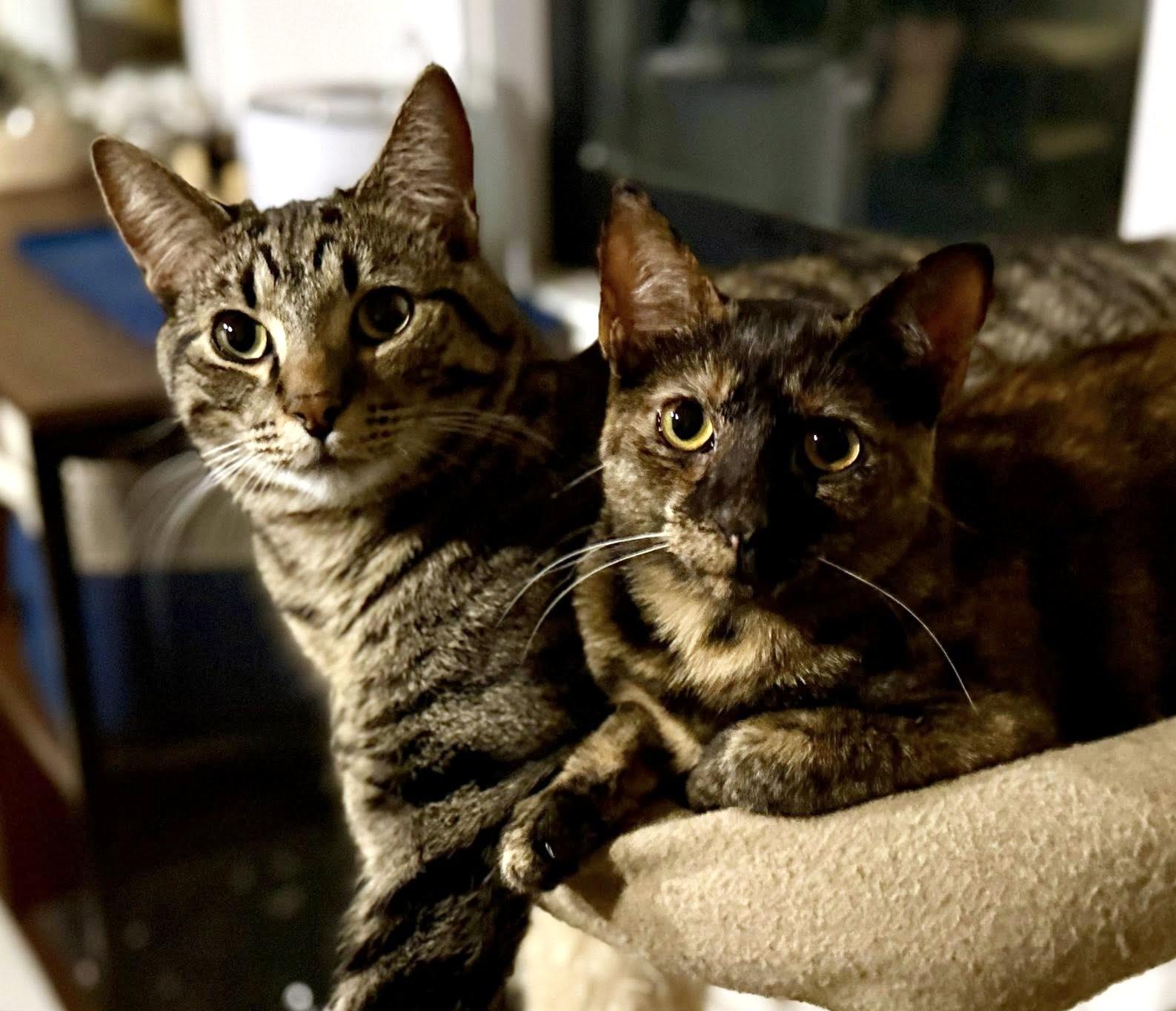 Enlarge Esme, a ADOPTABLE Domestic Short Hair in Pittsburgh, PA image 4/6