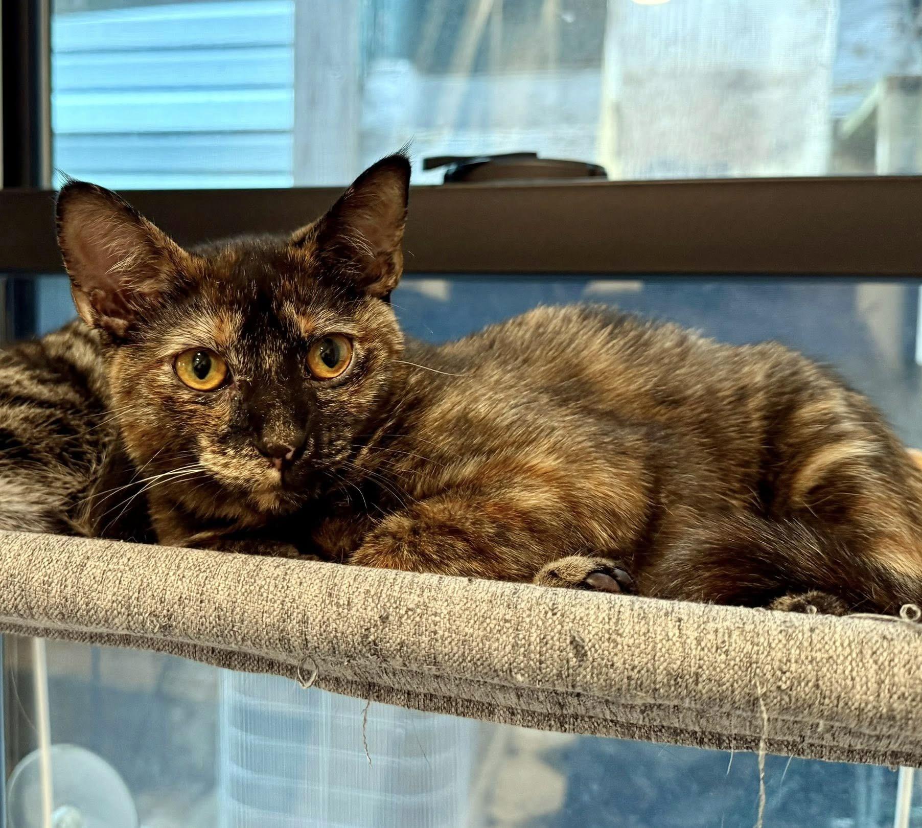 Enlarge Esme, a ADOPTABLE Domestic Short Hair in Pittsburgh, PA image 2/6