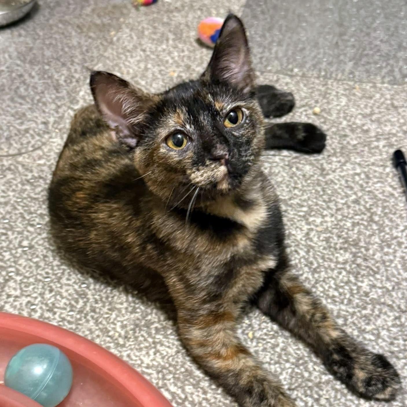 Enlarge Esme, a ADOPTABLE Domestic Short Hair in Pittsburgh, PA image 1/6