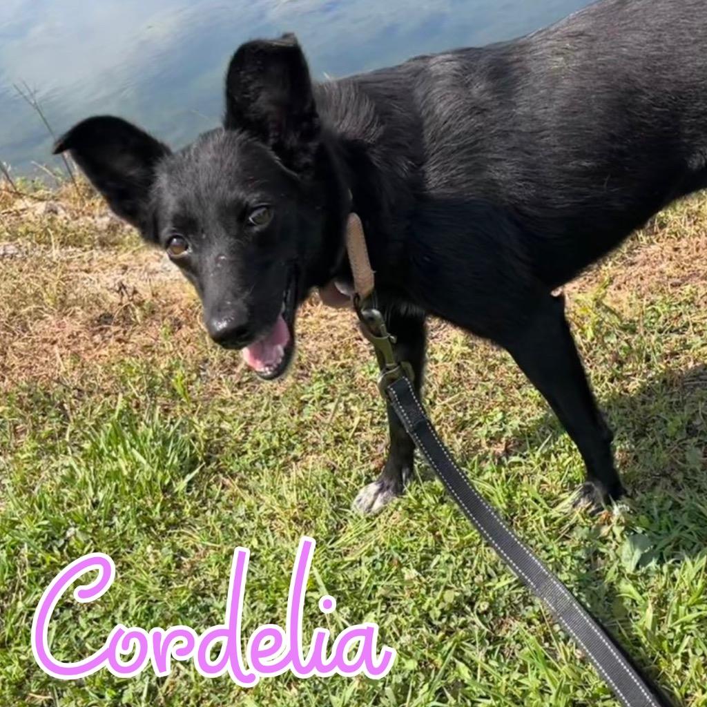 Cordelia, Adoptable, Young Female Mixed Breed.