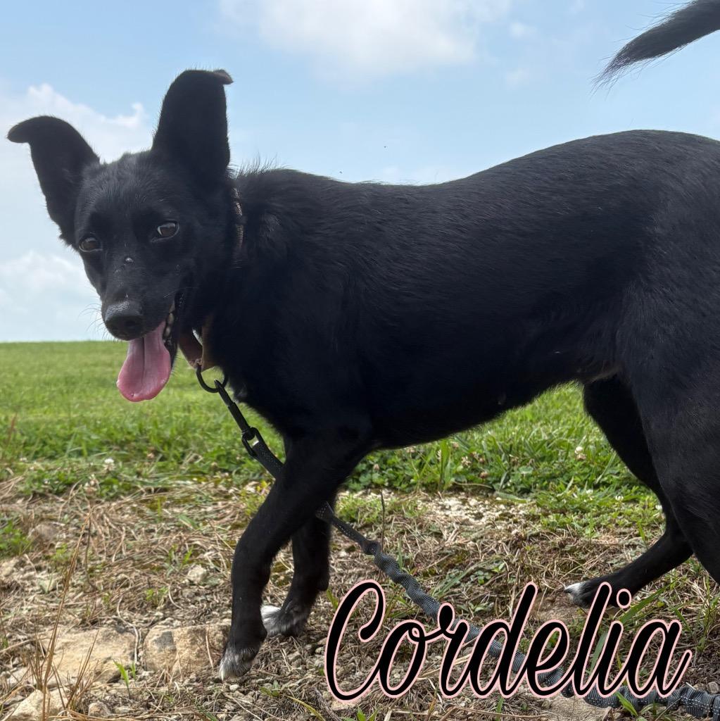 Cordelia, a Adoptable mixed breed in Hillsboro, OH image 2/4