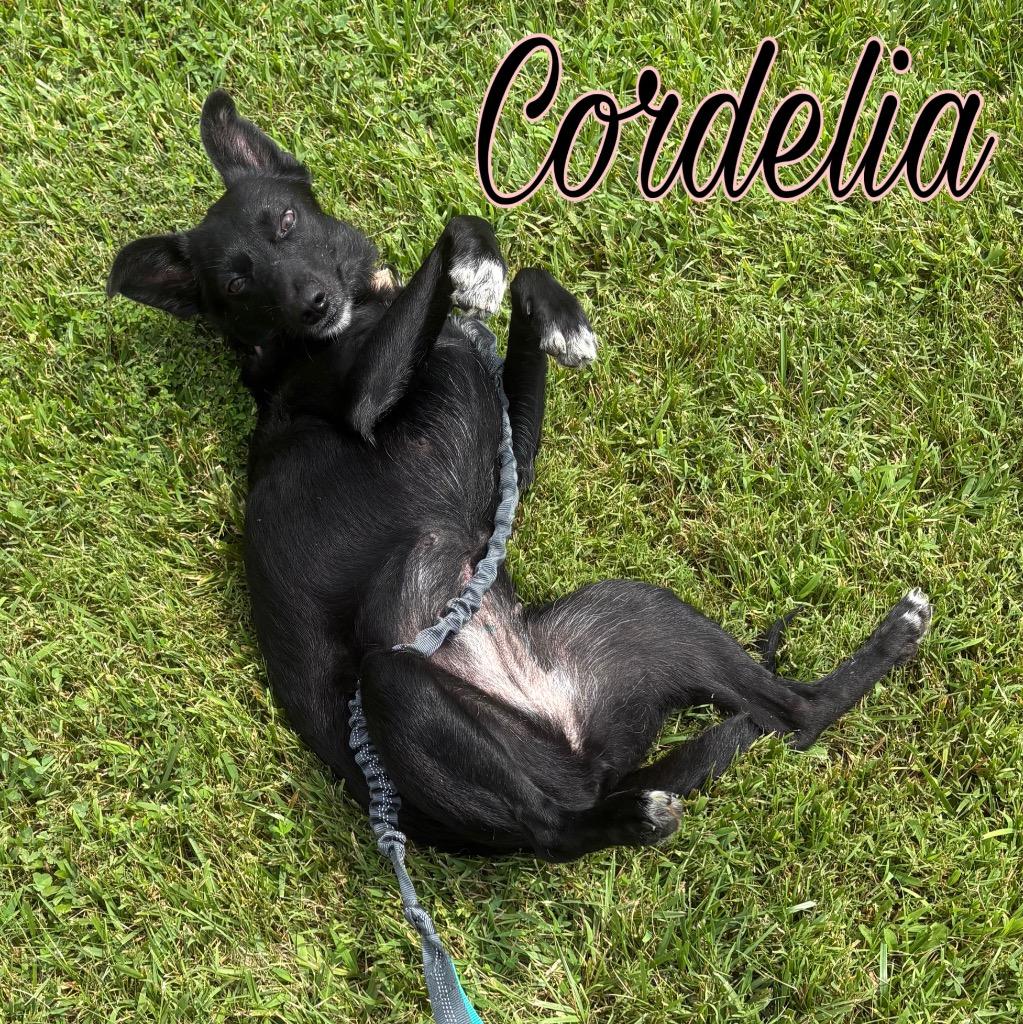 Cordelia, a Adoptable mixed breed in Hillsboro, OH image 3/4