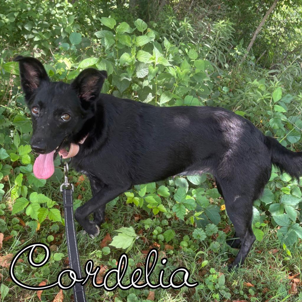 Cordelia, a Adoptable mixed breed in Hillsboro, OH image 4/4