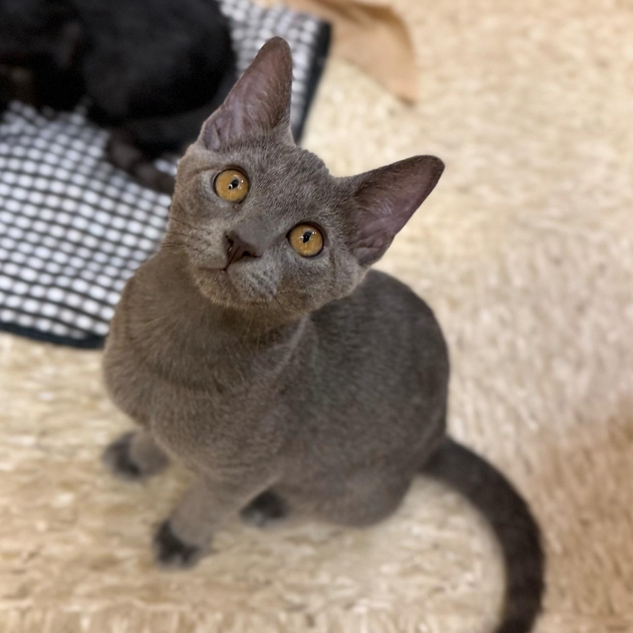 Cameron, Baby Male Russian Blue