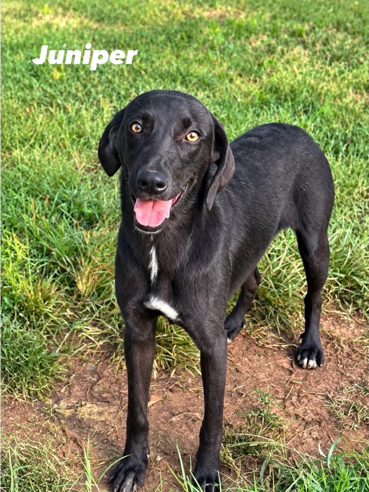 Juniper, a ADOPTABLE mixed breed in Springfield, MO image 5/5