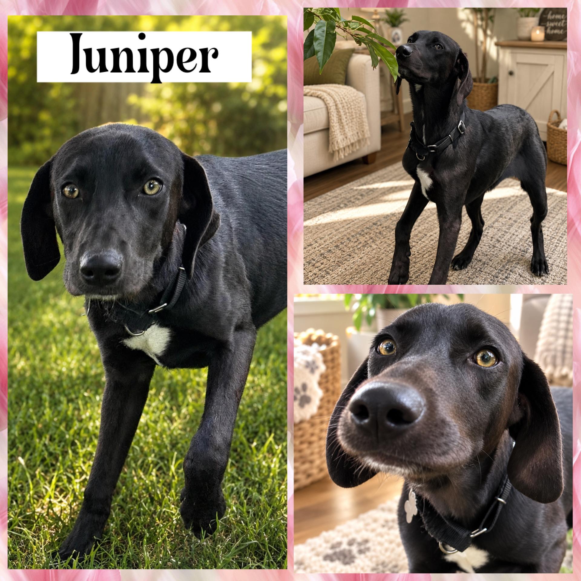 Juniper, a ADOPTABLE mixed breed in Springfield, MO image 4/5