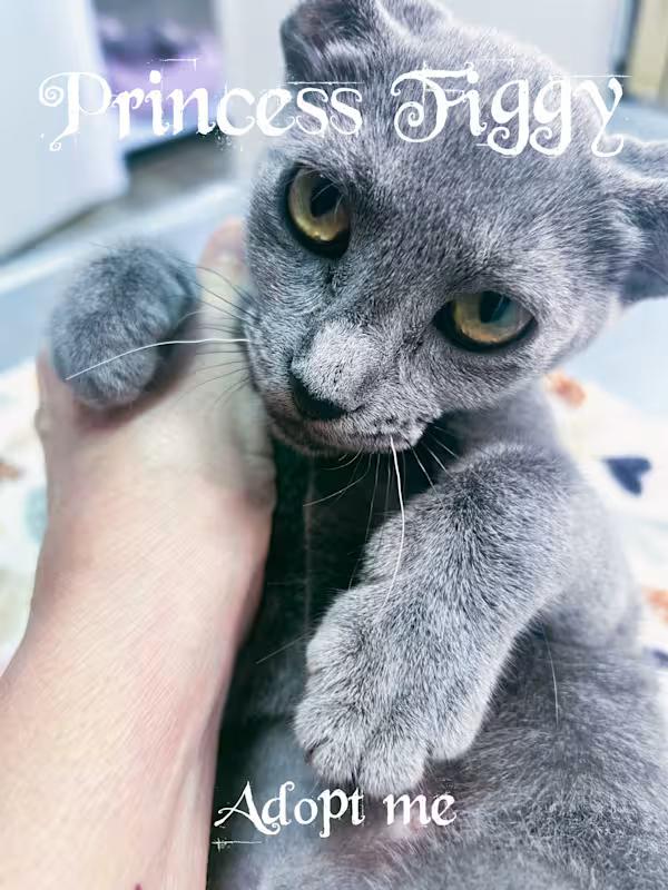 Princess Figgy, Adopted, Kitten Female Russian Blue.