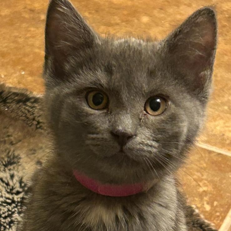 Miss Scarlett, adopted, Kitten Female Domestic Short Hair.