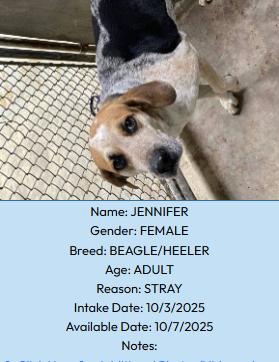Jennifer, an adoptable Beagle in Portales, NM, 88130 | Photo Image 1