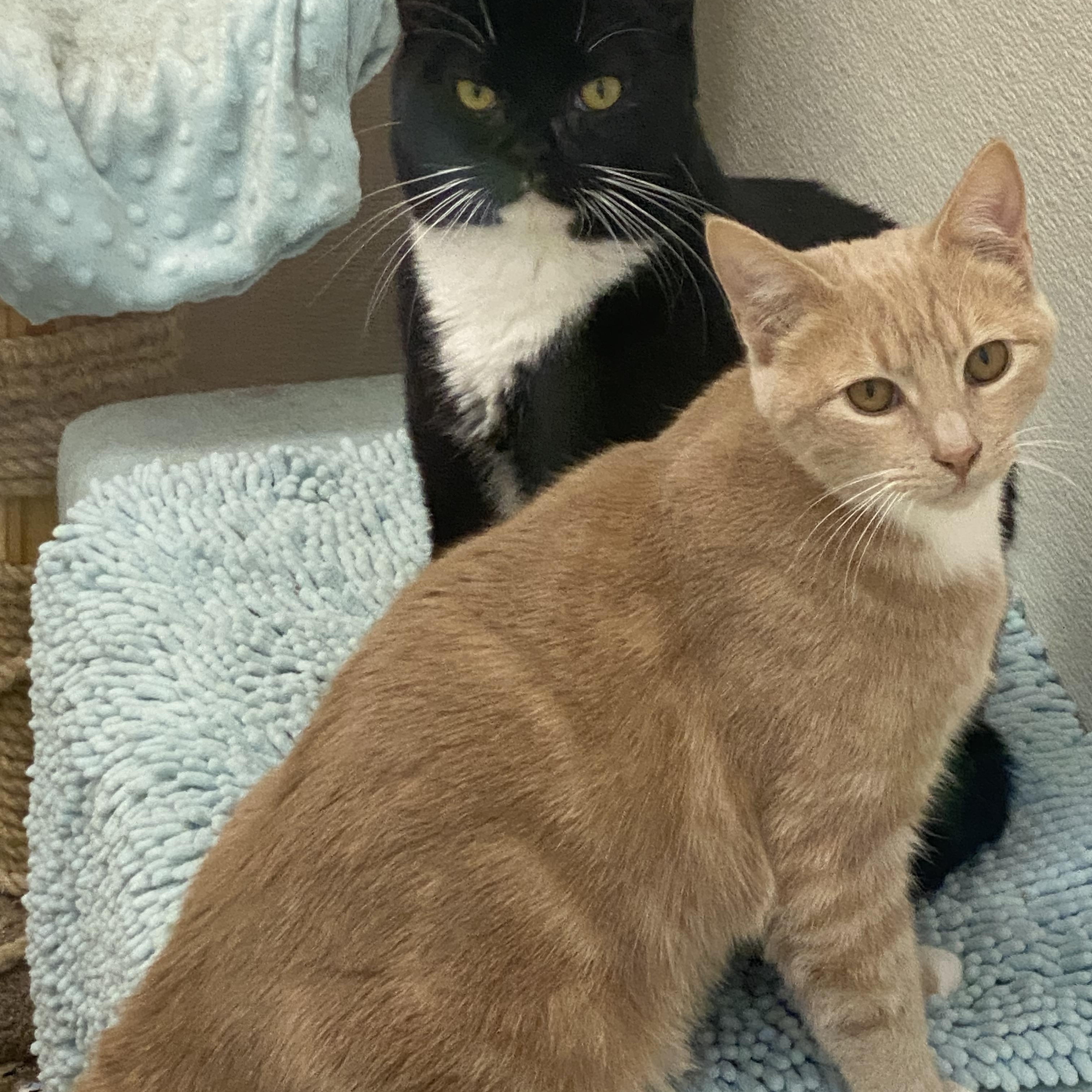 Lansing, an adoptable Domestic Short Hair, Siamese in Stanwood, WA, 98292 | Photo Image 1