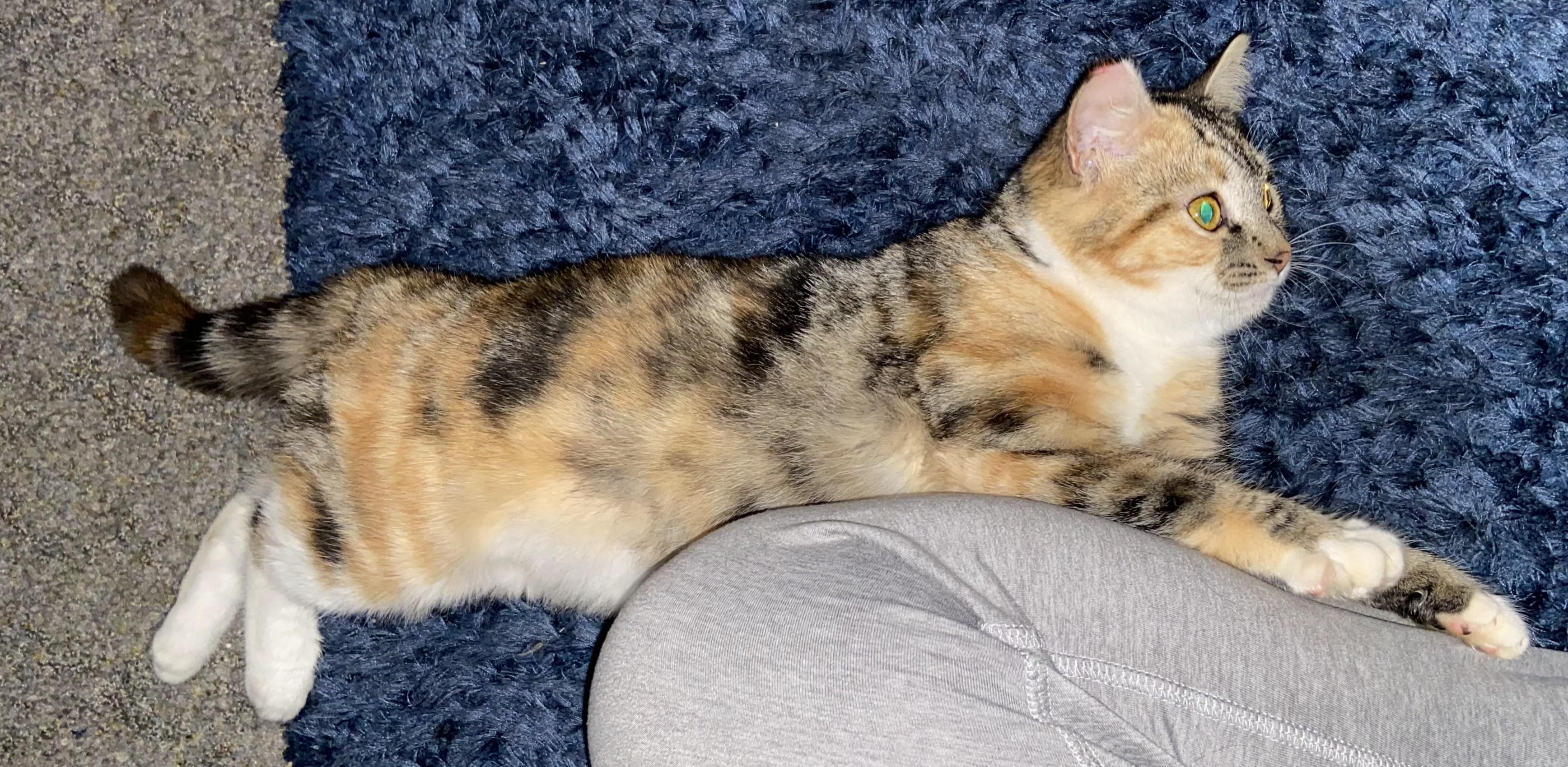 Enlarge Brianna, a Adoptable Tabby in Springfield, OR image 3/6