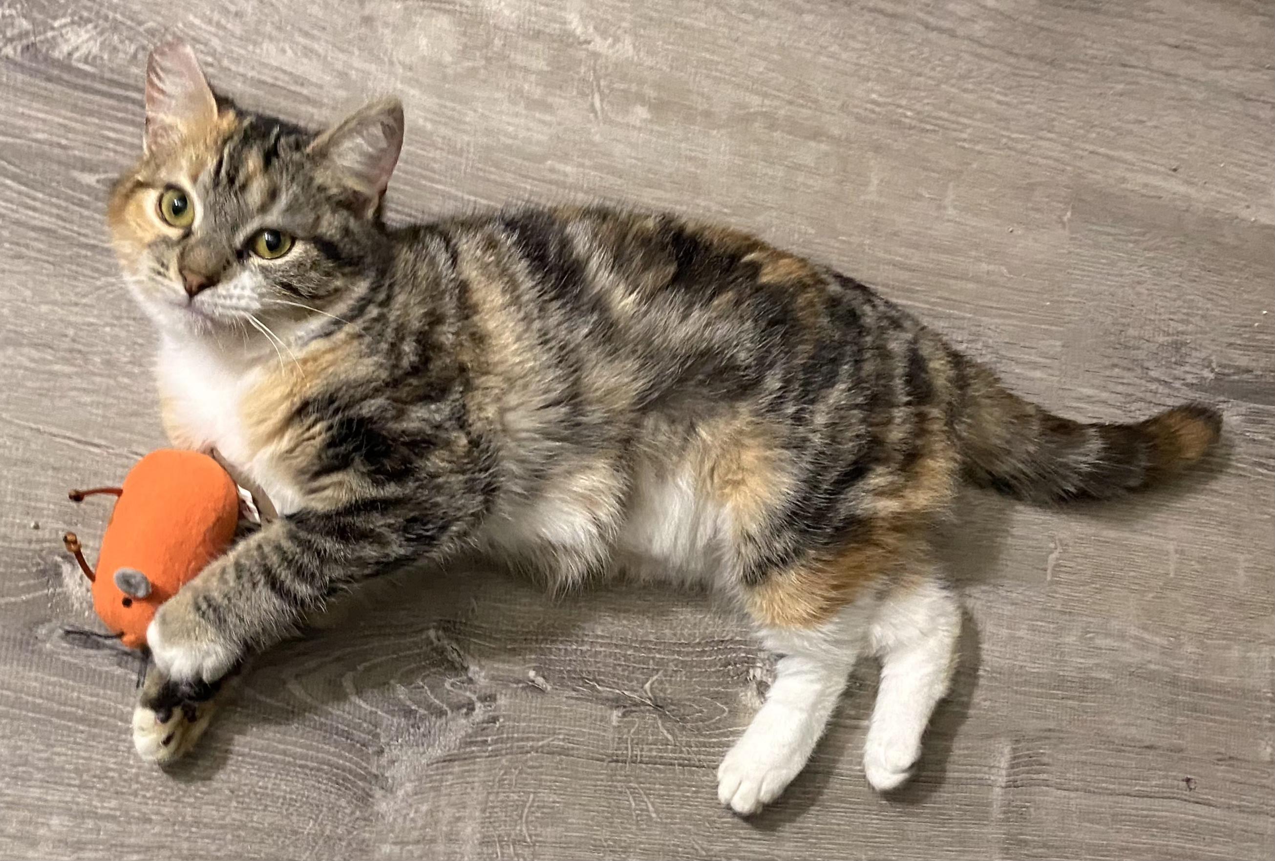 Enlarge Brianna, a Adoptable Tabby in Springfield, OR image 2/6