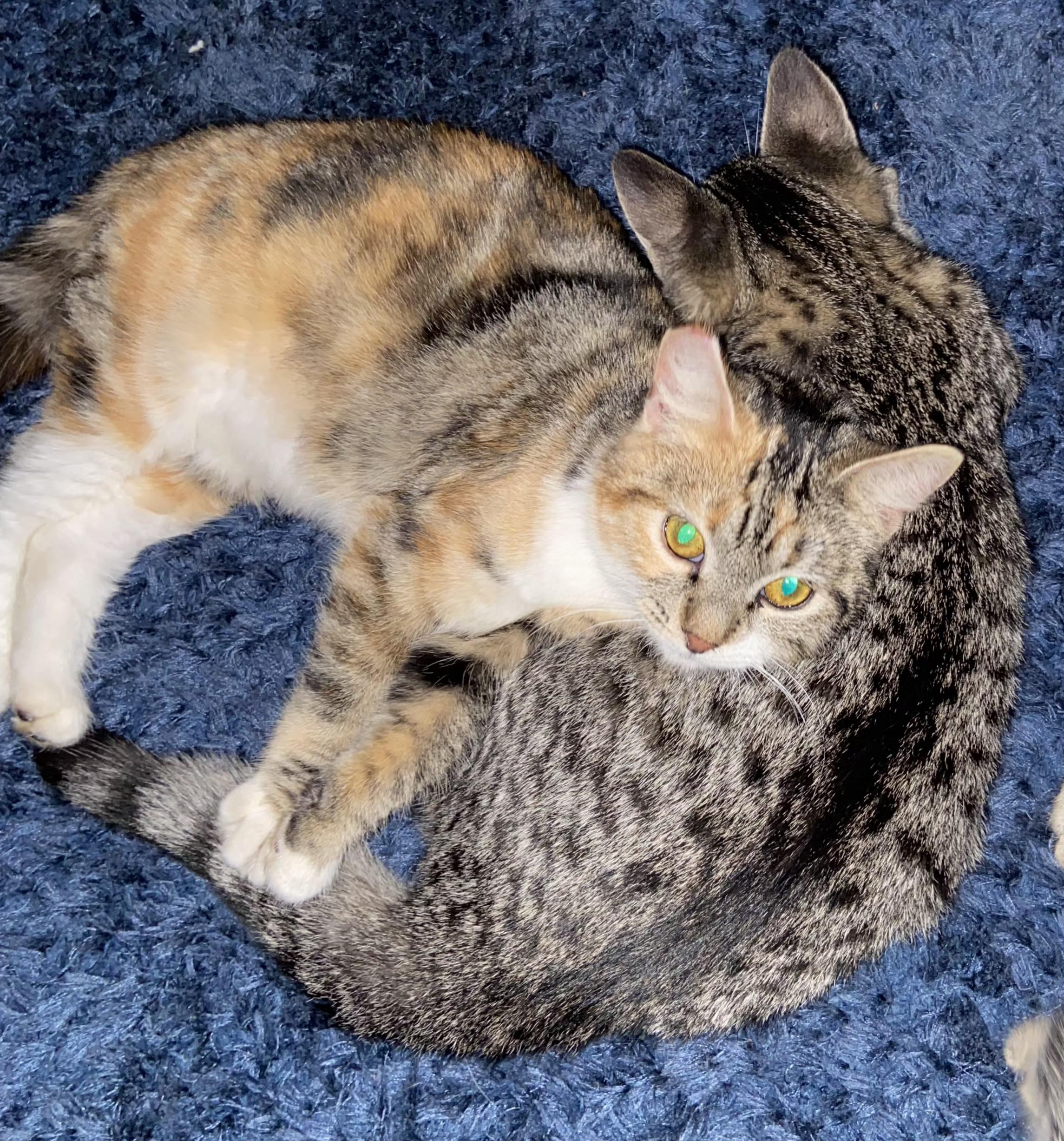 Enlarge Brianna, a Adoptable Tabby in Springfield, OR image 6/6