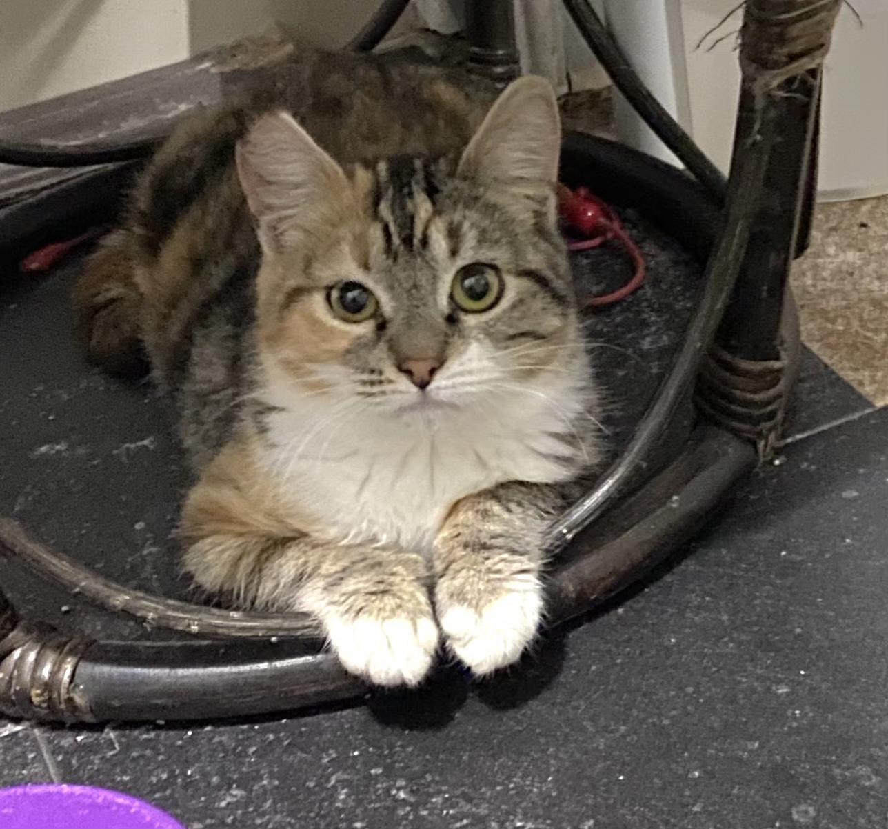 Enlarge Brianna, a Adoptable Tabby in Springfield, OR image 4/6