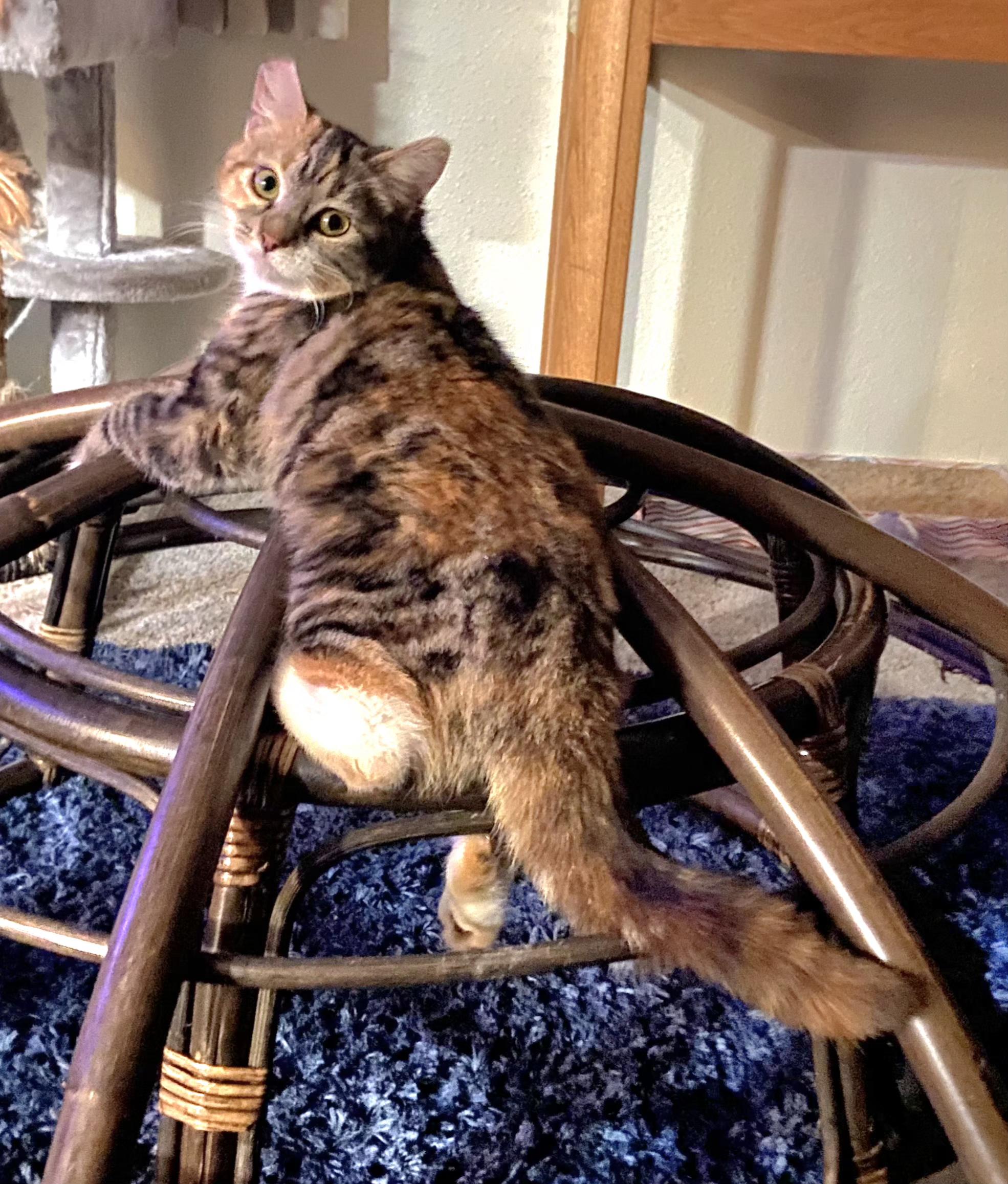 Brianna, Adoptable, Kitten Female Tabby.