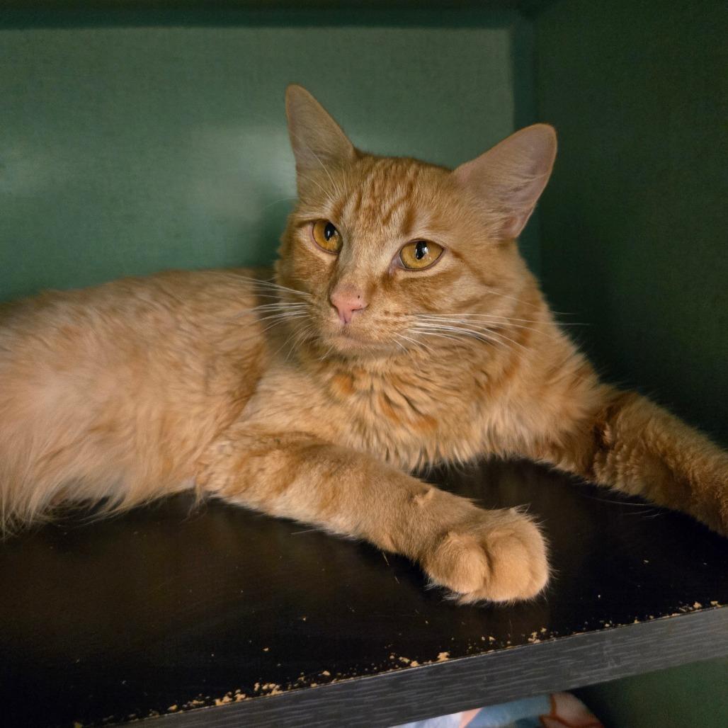 Enlarge Goldie, a Adoptable Domestic Short Hair in Colorado Springs, CO image 1/1