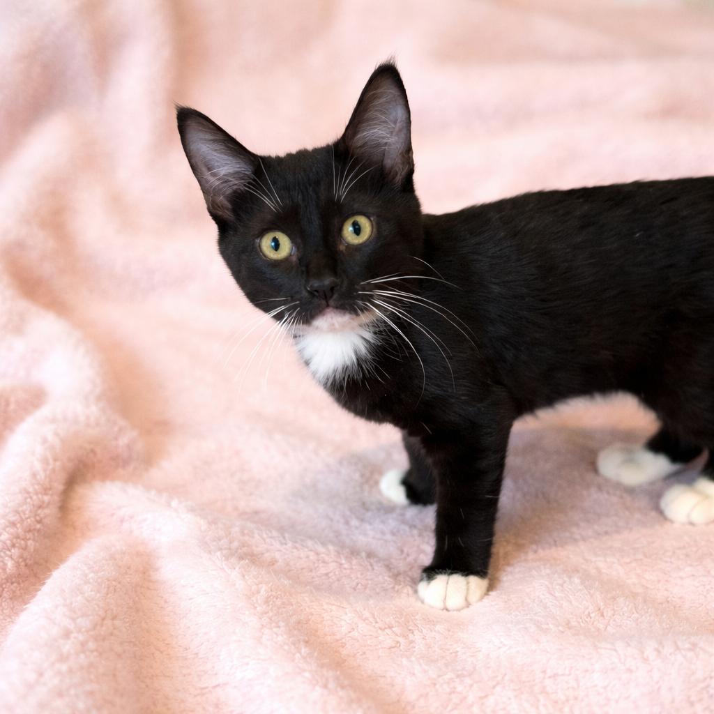 Enlarge Kiara, a ADOPTABLE mixed breed in Long Beach, WA image 1/3