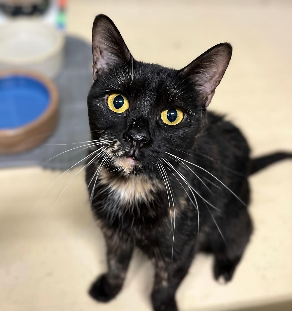 Enlarge Papaya, an adoptable Domestic Short Hair in Seville, OH image 1/2