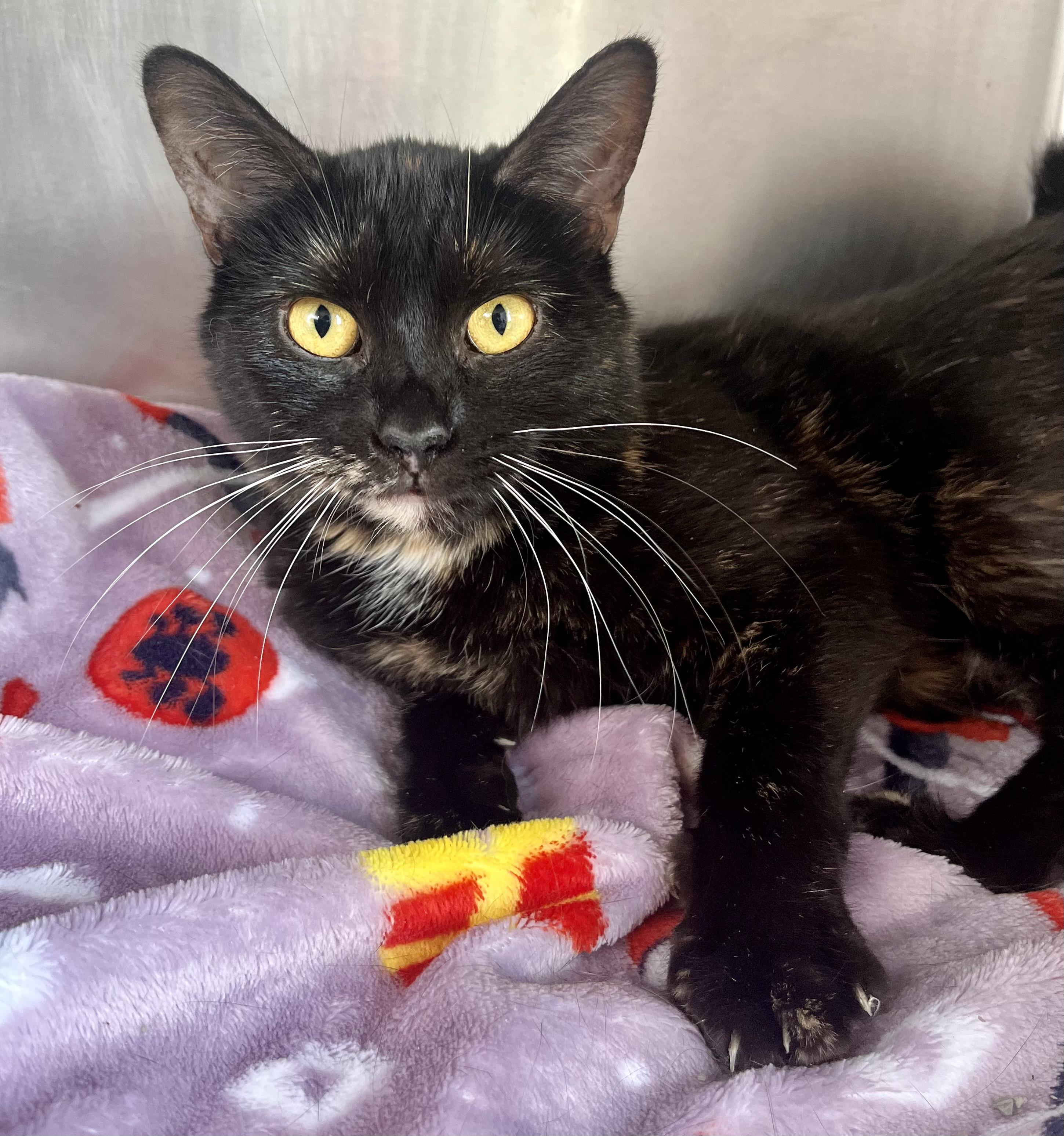 Enlarge Papaya, an adoptable Domestic Short Hair in Seville, OH image 2/2