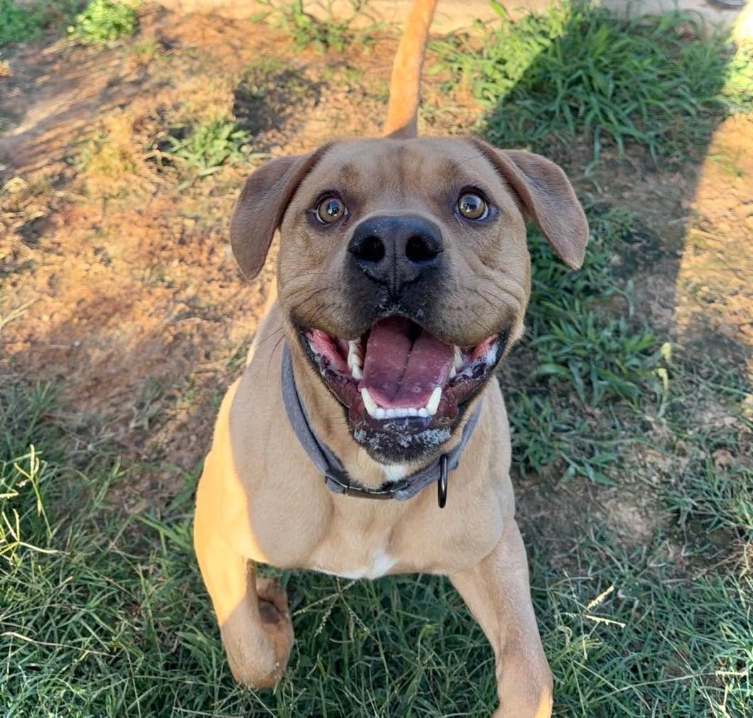 Maurcie, a ADOPTABLE Mixed Breed in Northwood, NH image 3/5