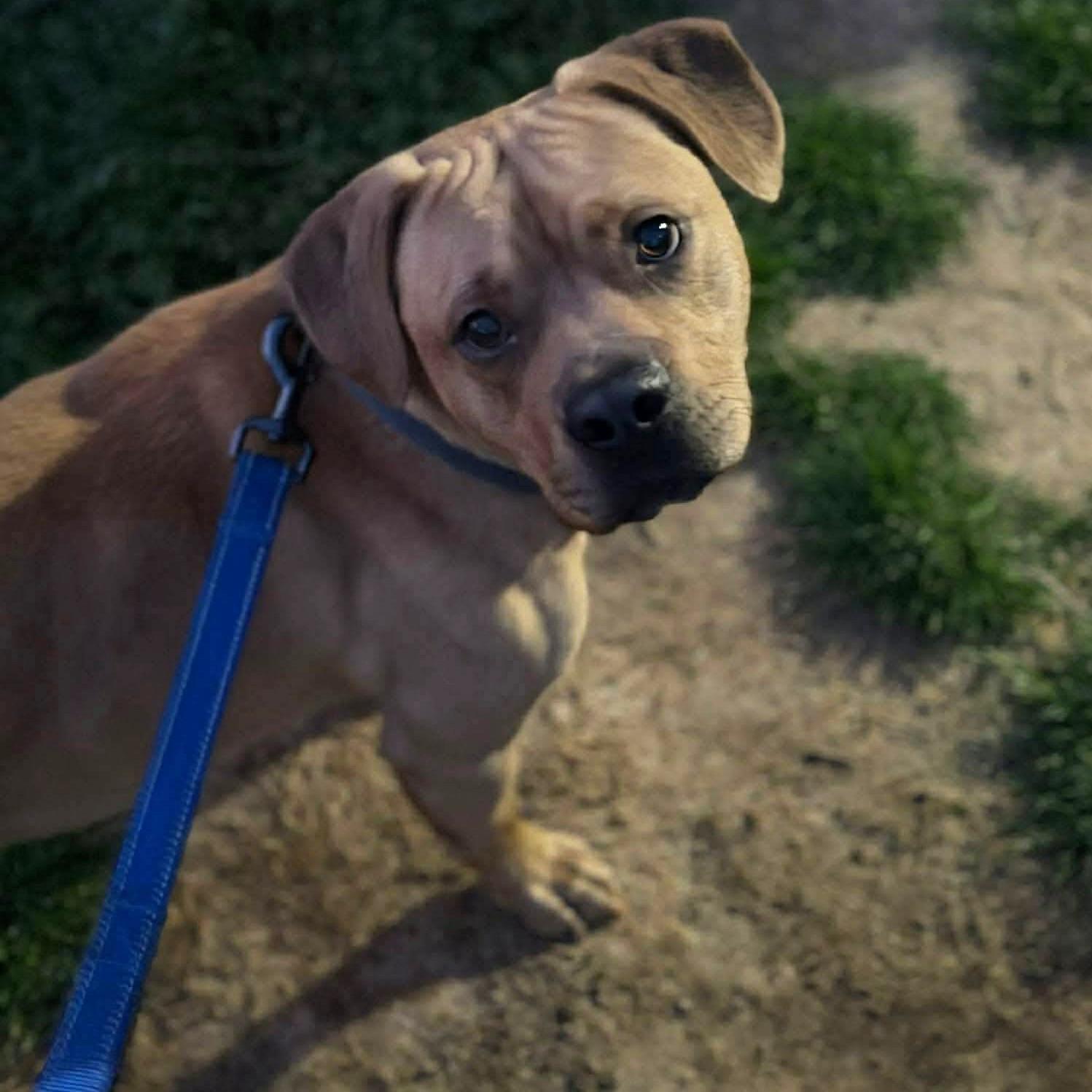 Maurcie, a ADOPTABLE Mixed Breed in Northwood, NH image 5/5