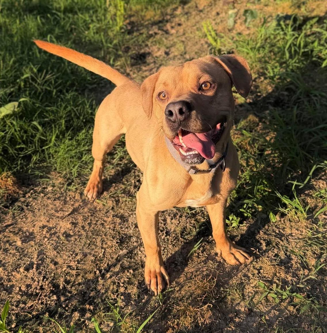 Maurcie, a ADOPTABLE Mixed Breed in Northwood, NH image 4/5
