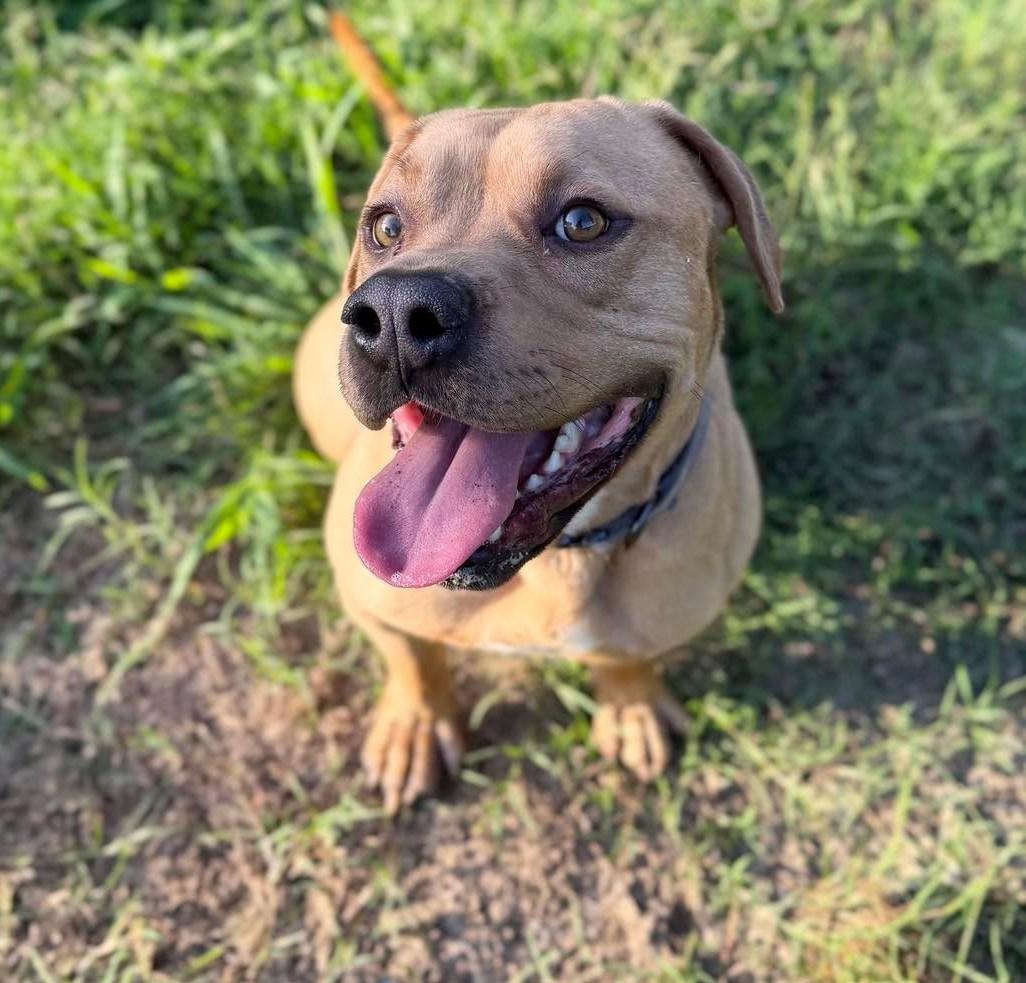 Maurcie, a ADOPTABLE Mixed Breed in Northwood, NH image 1/5