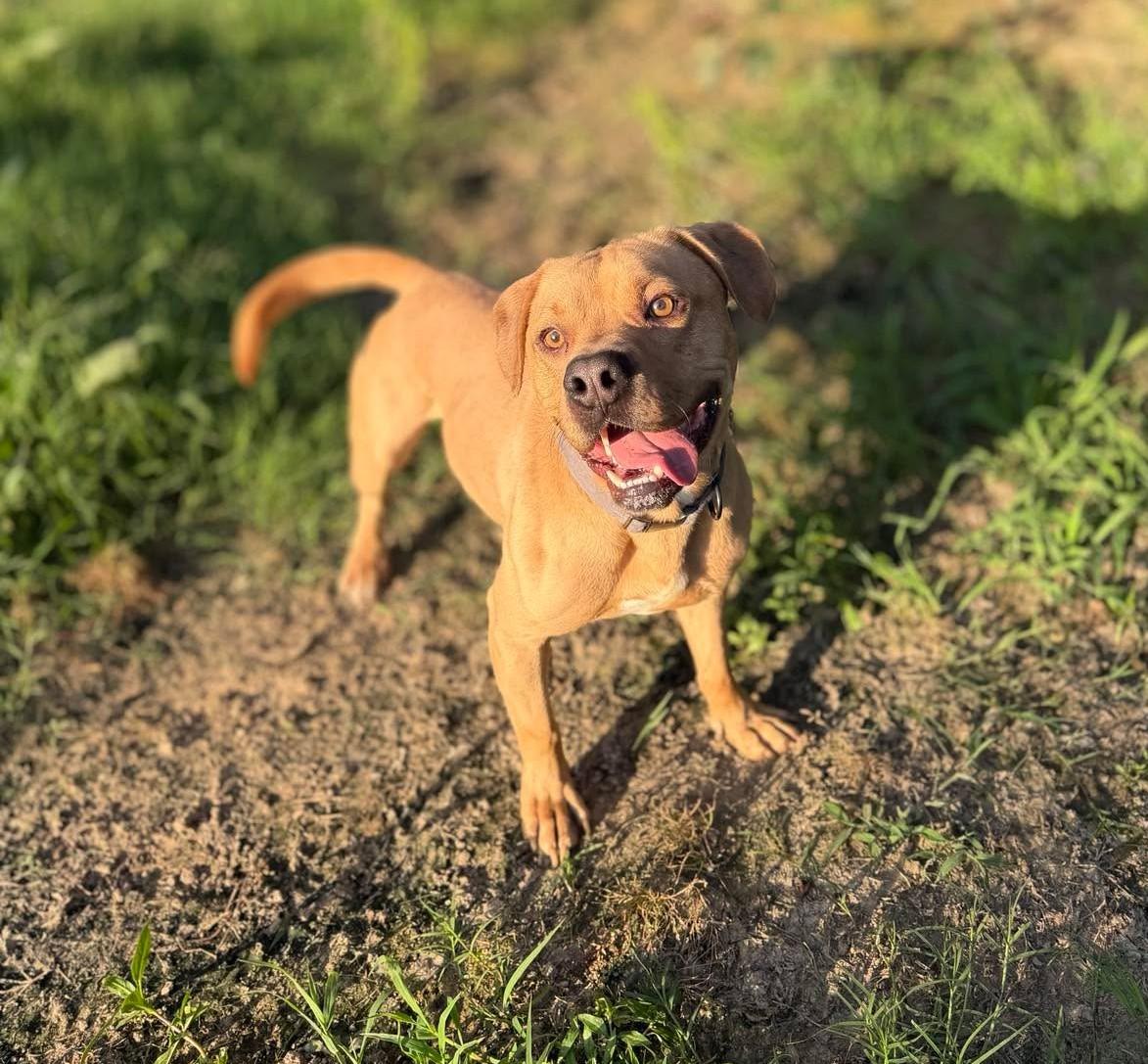 Maurcie, a ADOPTABLE Mixed Breed in Northwood, NH image 2/5