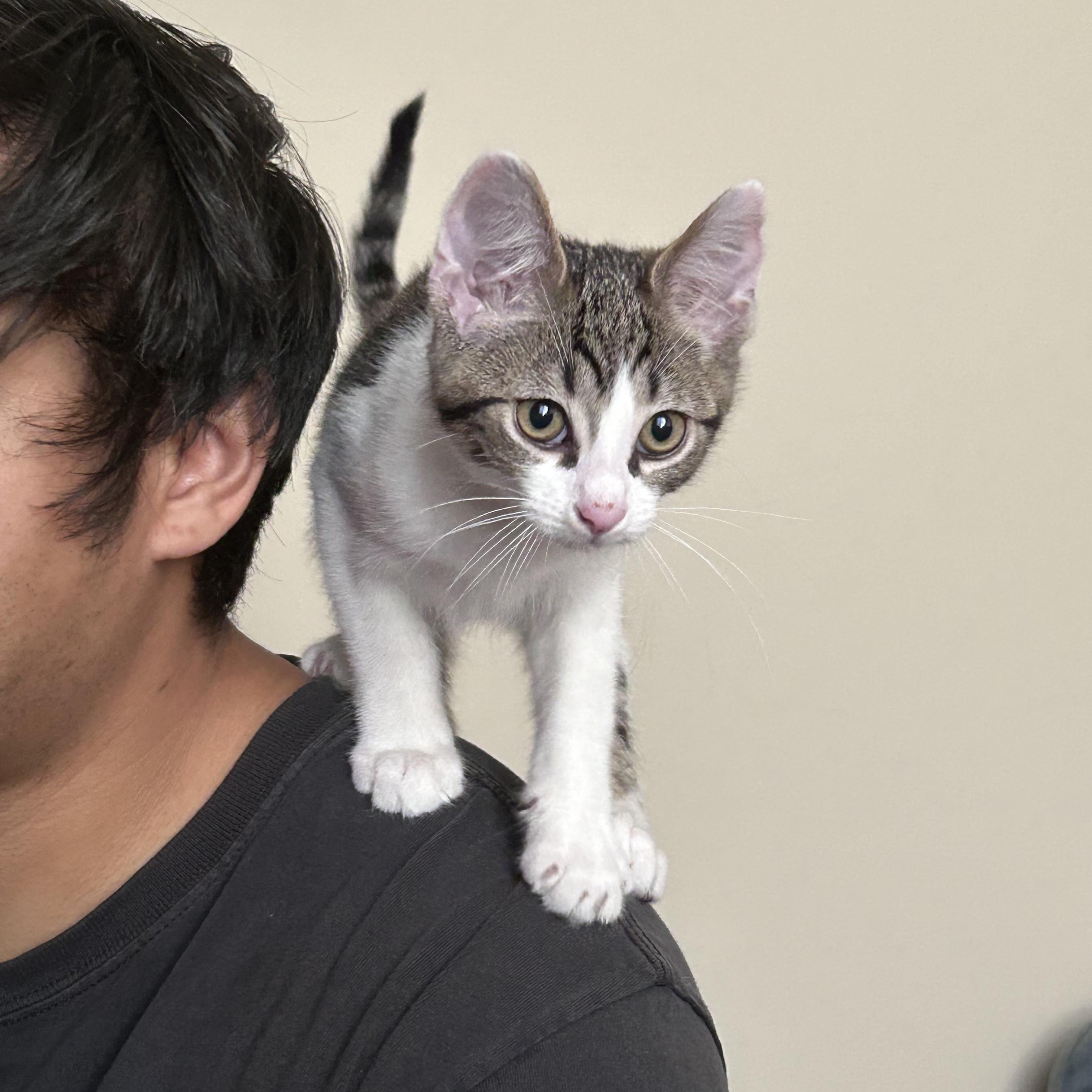 Enlarge Mango, a Adoptable Domestic Short Hair in Long Beach, CA image 2/4