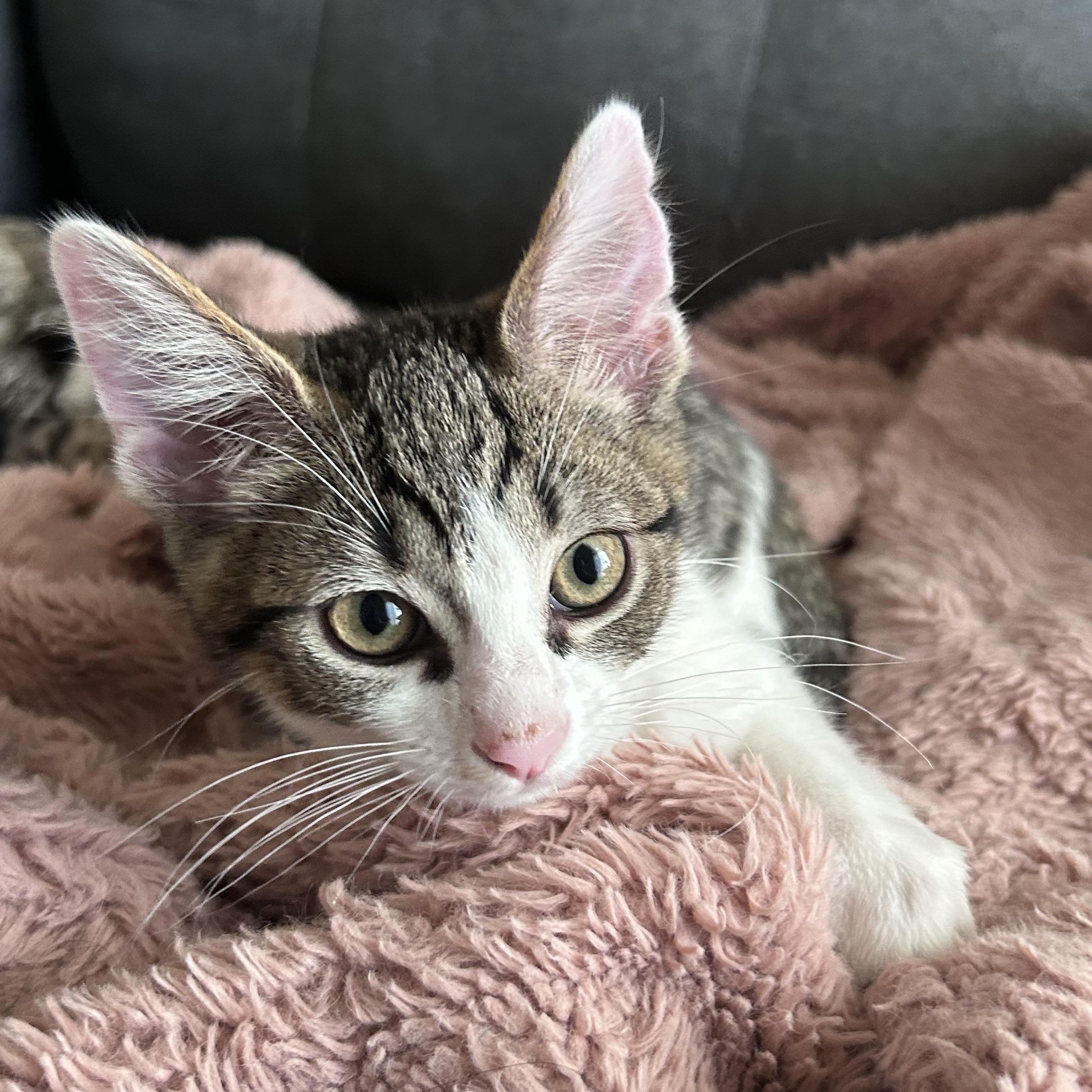 Enlarge Mango, a Adoptable Domestic Short Hair in Long Beach, CA image 4/4