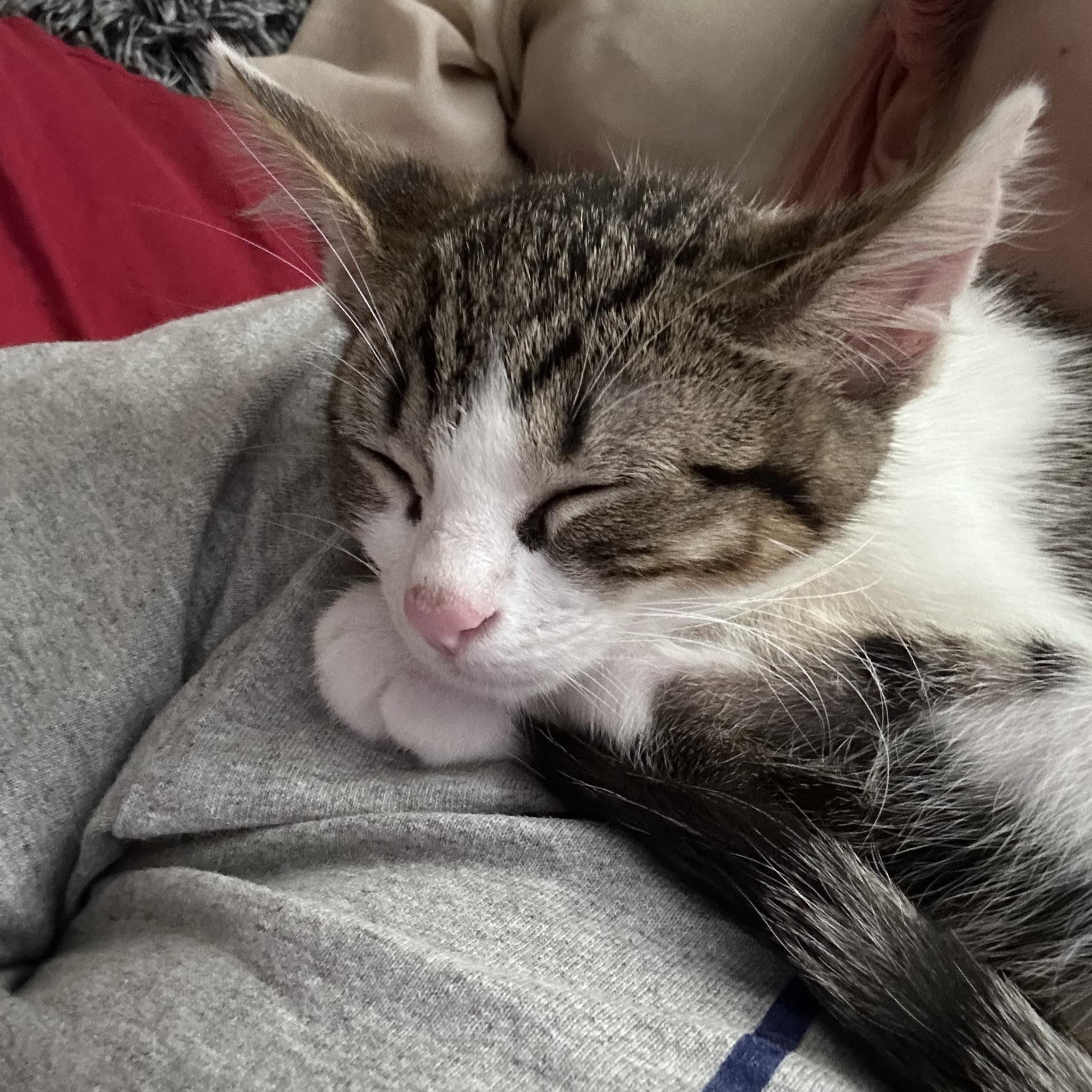 Mango, Adoptable, Kitten Male Domestic Short Hair.