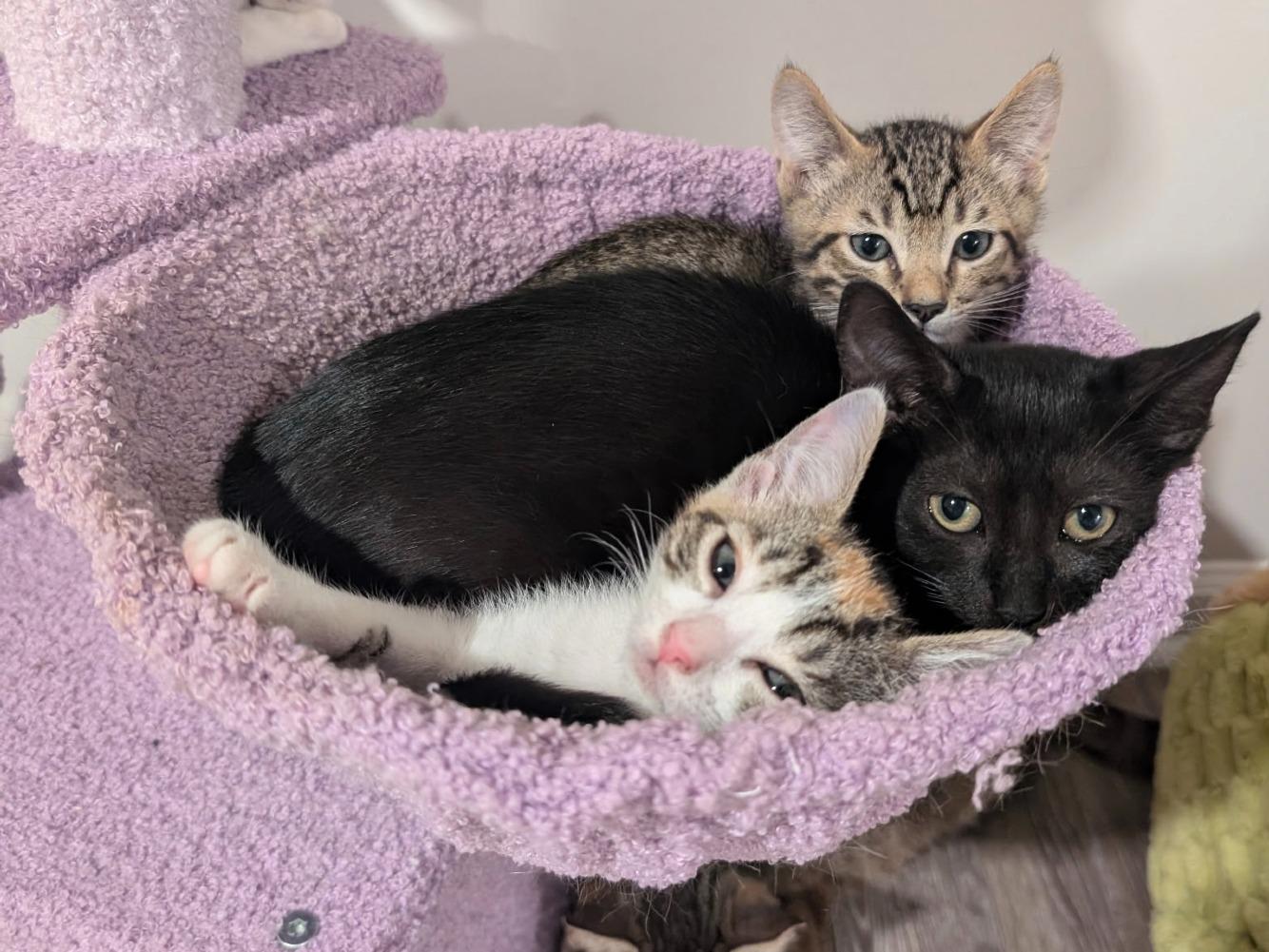 Enlarge Margot, a Adoptable Domestic Short Hair in Moncks Corner, SC image 2/5