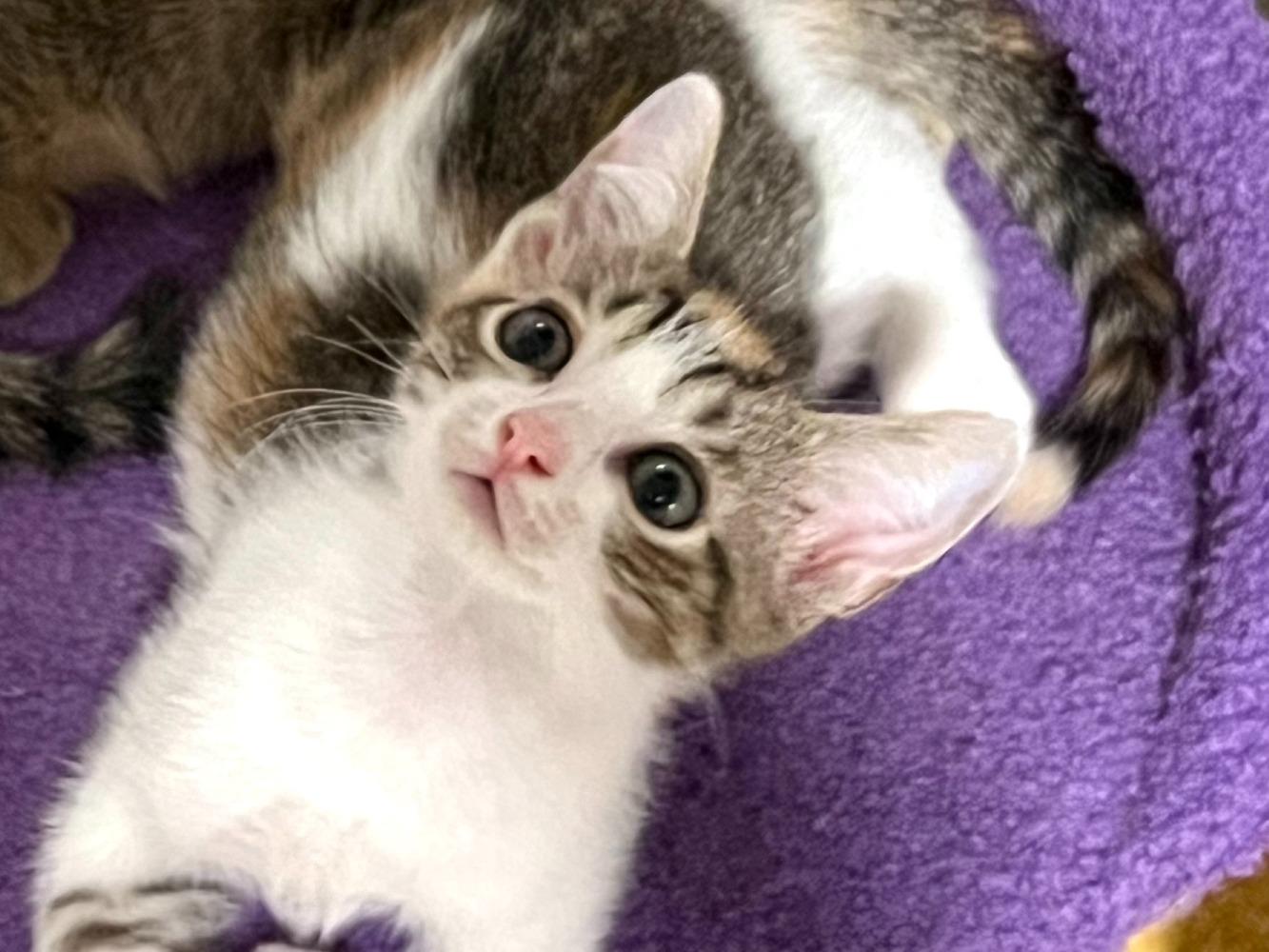 Enlarge Margot, a Adoptable Domestic Short Hair in Moncks Corner, SC image 5/5