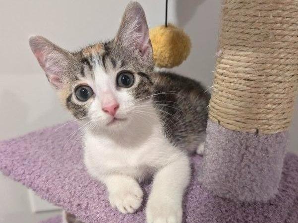 Enlarge Margot, a Adoptable Domestic Short Hair in Moncks Corner, SC image 1/5
