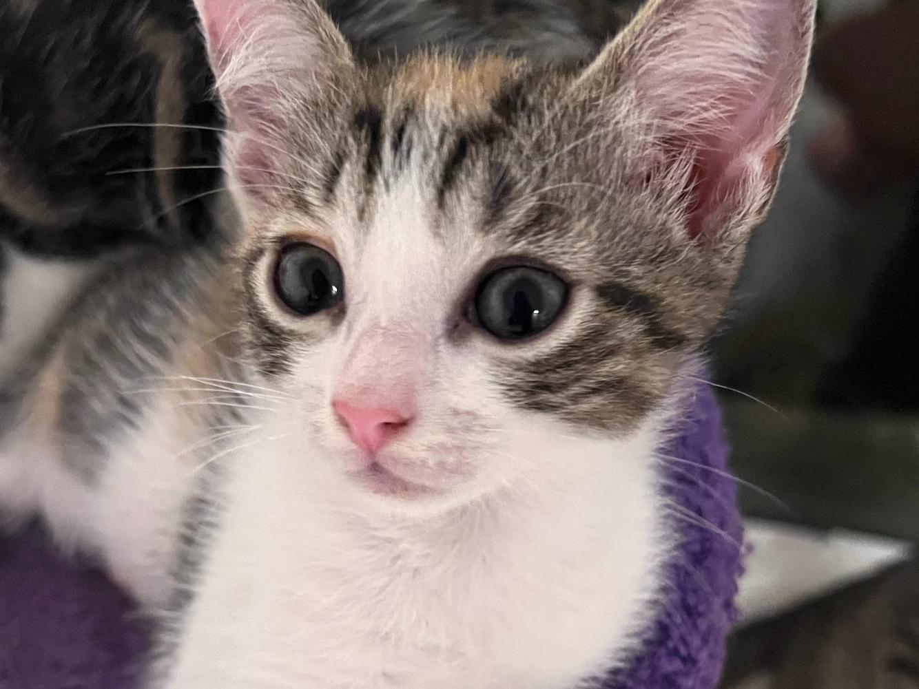 Enlarge Margot, a Adoptable Domestic Short Hair in Moncks Corner, SC image 4/5
