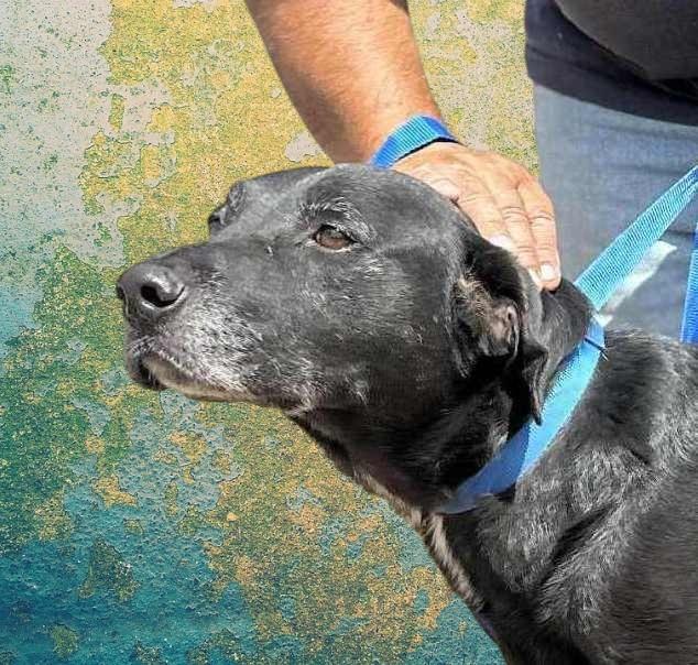 Rootie , a ADOPTABLE Black Labrador Retriever in Seattle, WA image 2/6
