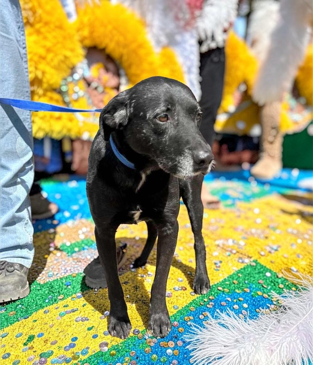 Rootie , a ADOPTABLE Black Labrador Retriever in Seattle, WA image 4/6