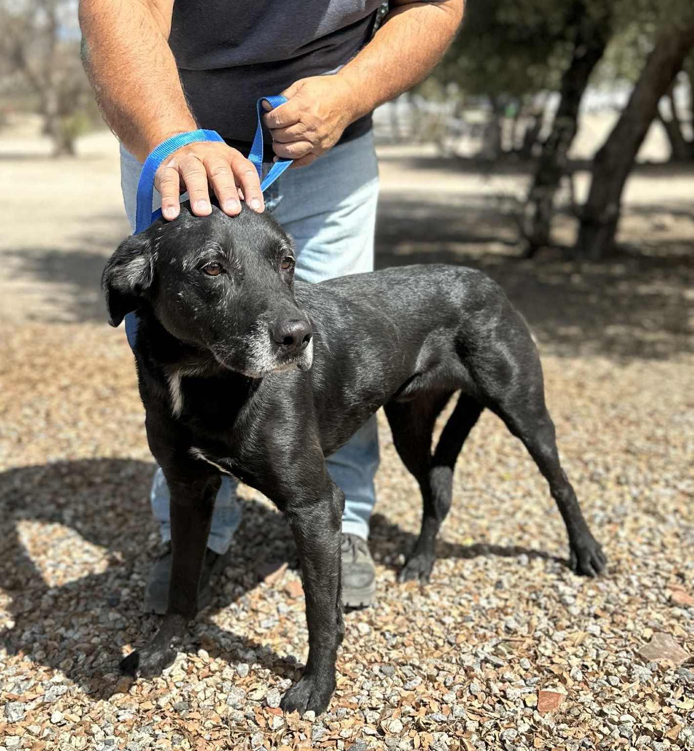 Rootie , a ADOPTABLE Black Labrador Retriever in Seattle, WA image 3/6