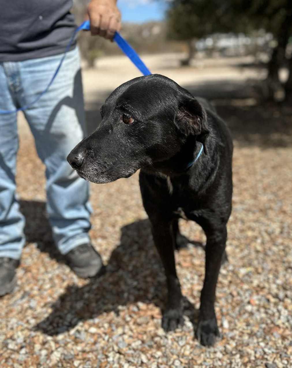 Rootie , a ADOPTABLE Black Labrador Retriever in Seattle, WA image 5/6