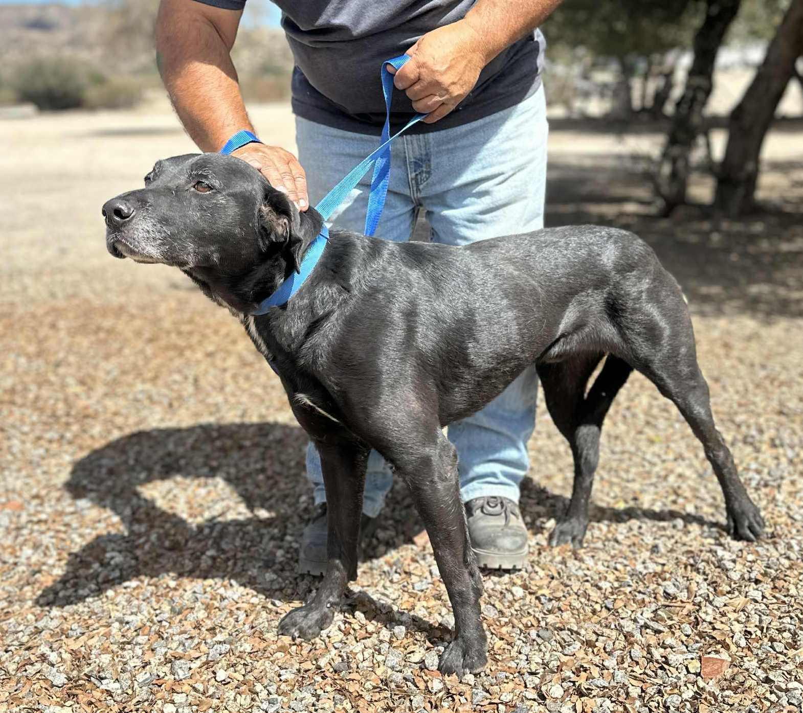 Rootie , ADOPTABLE, Adult Male Black Labrador Retriever.